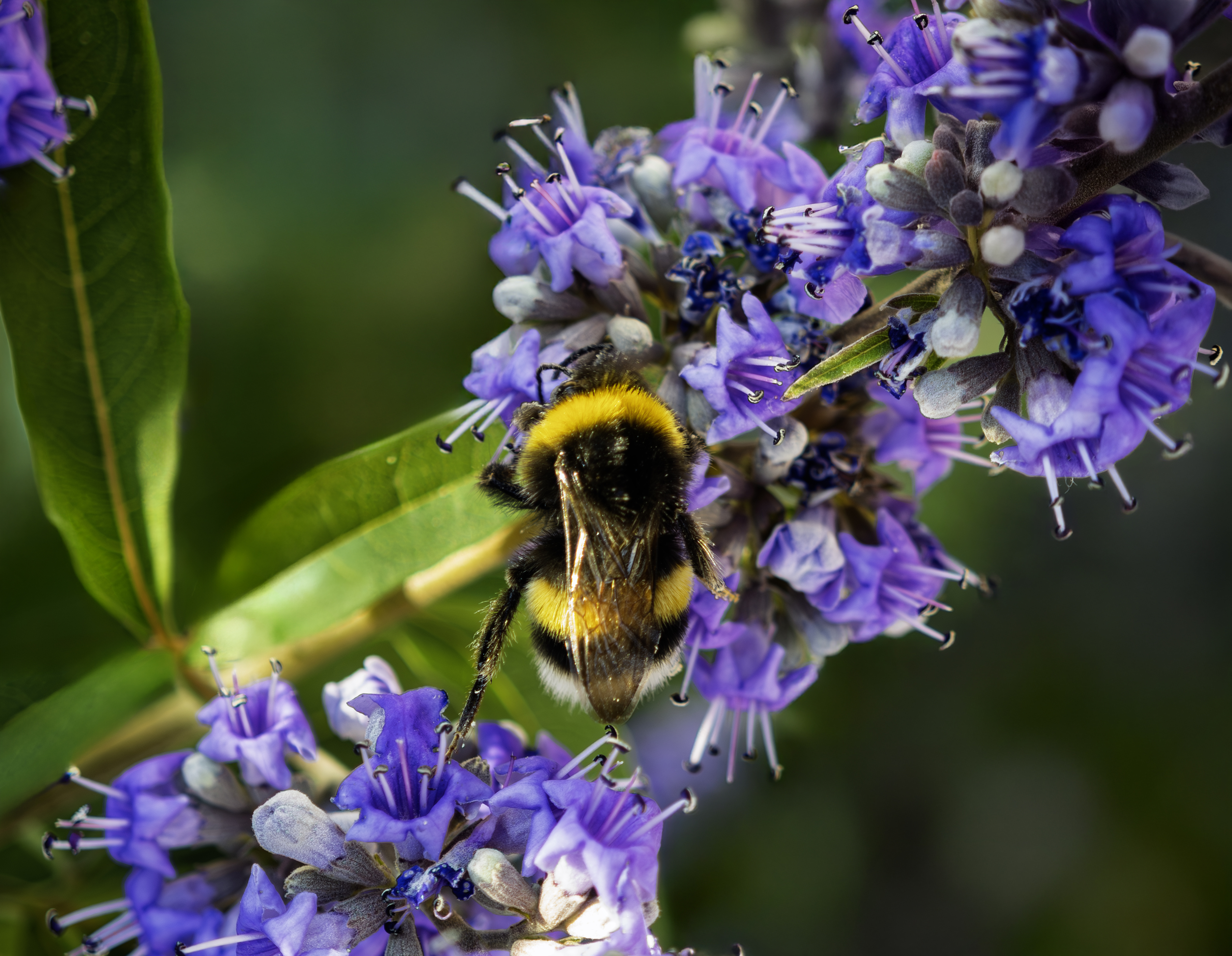 Chasteberry flower identification view