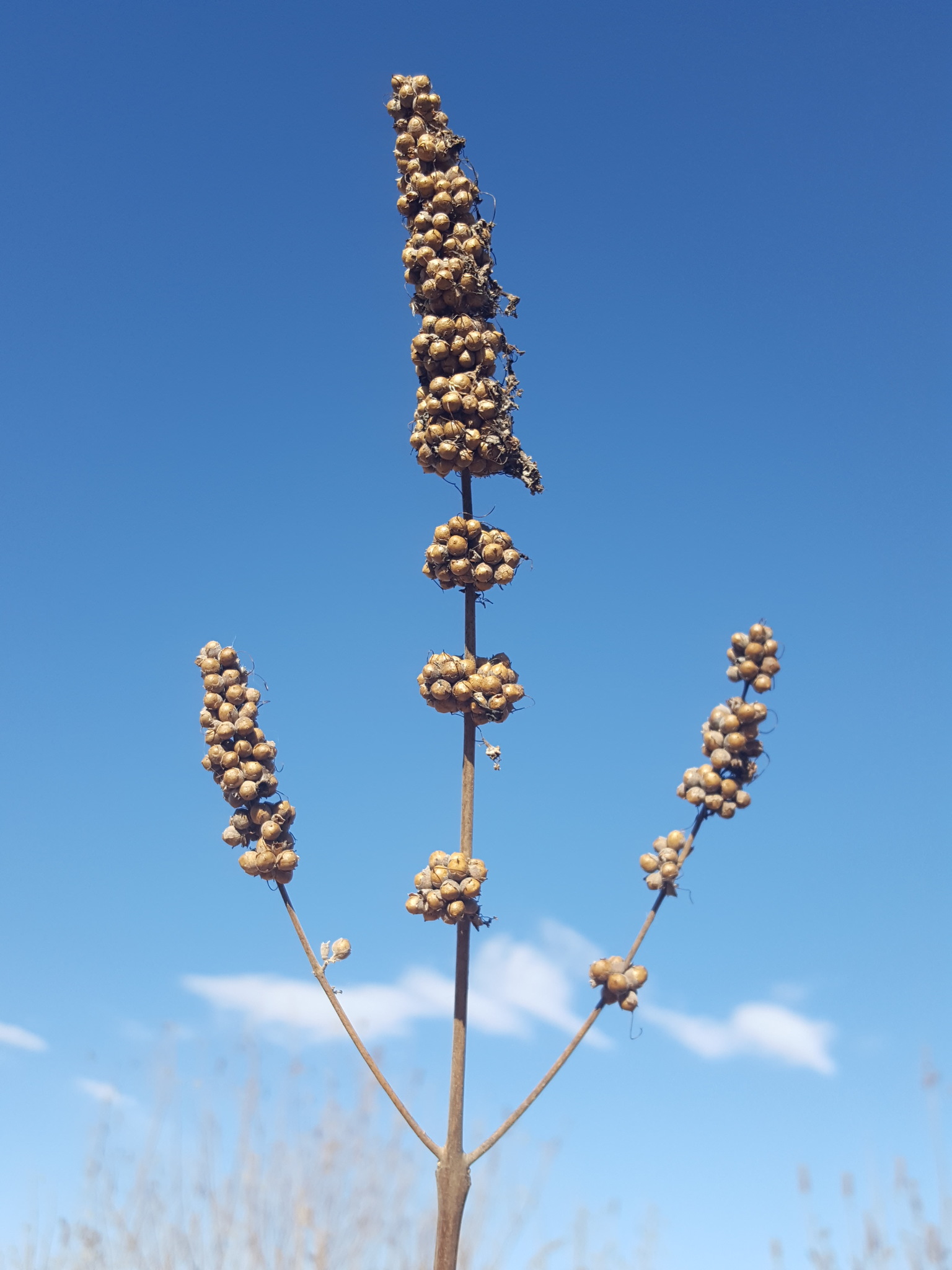 Chasteberry fruit identification view