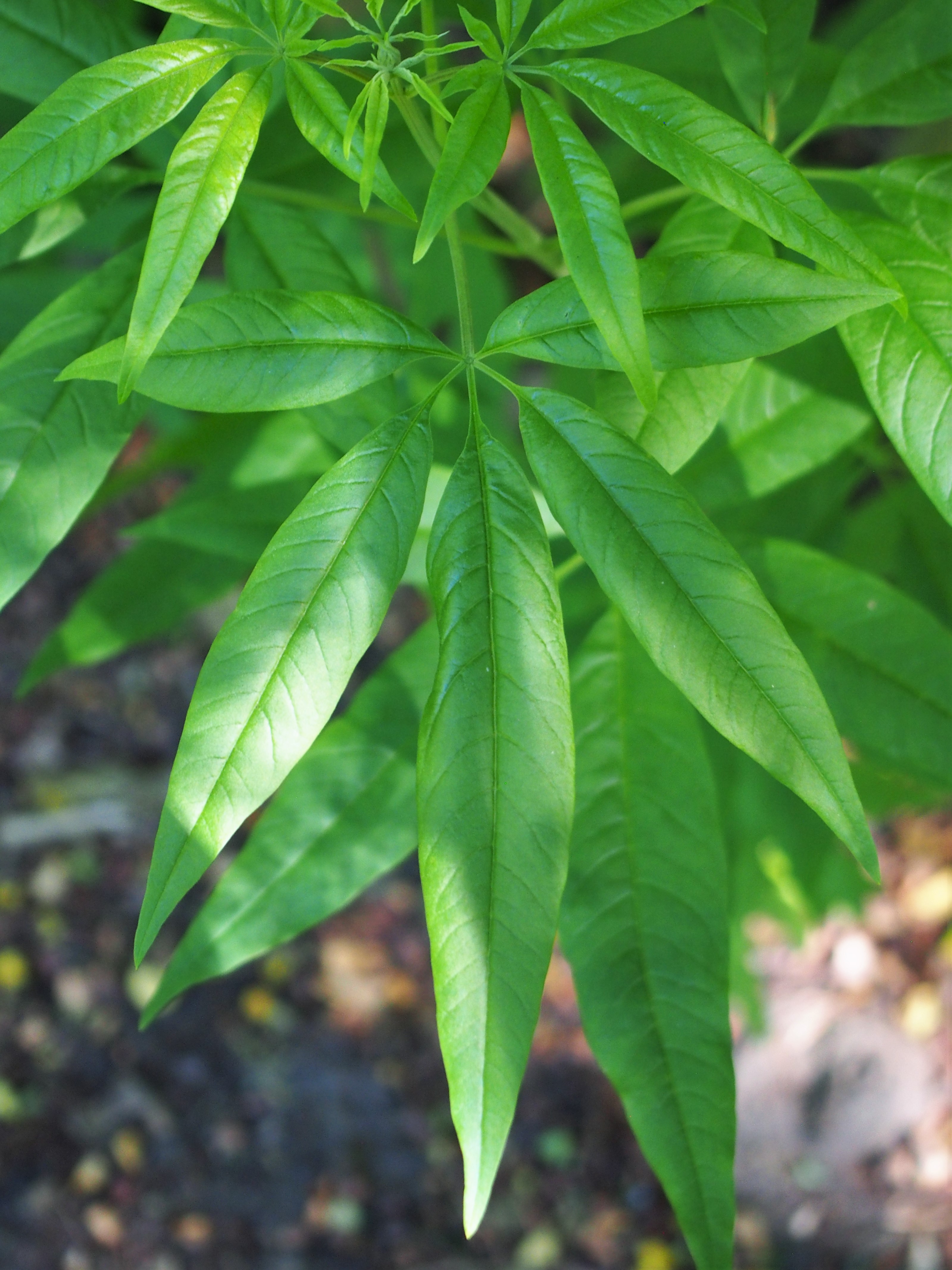 Chasteberry leaf identification view