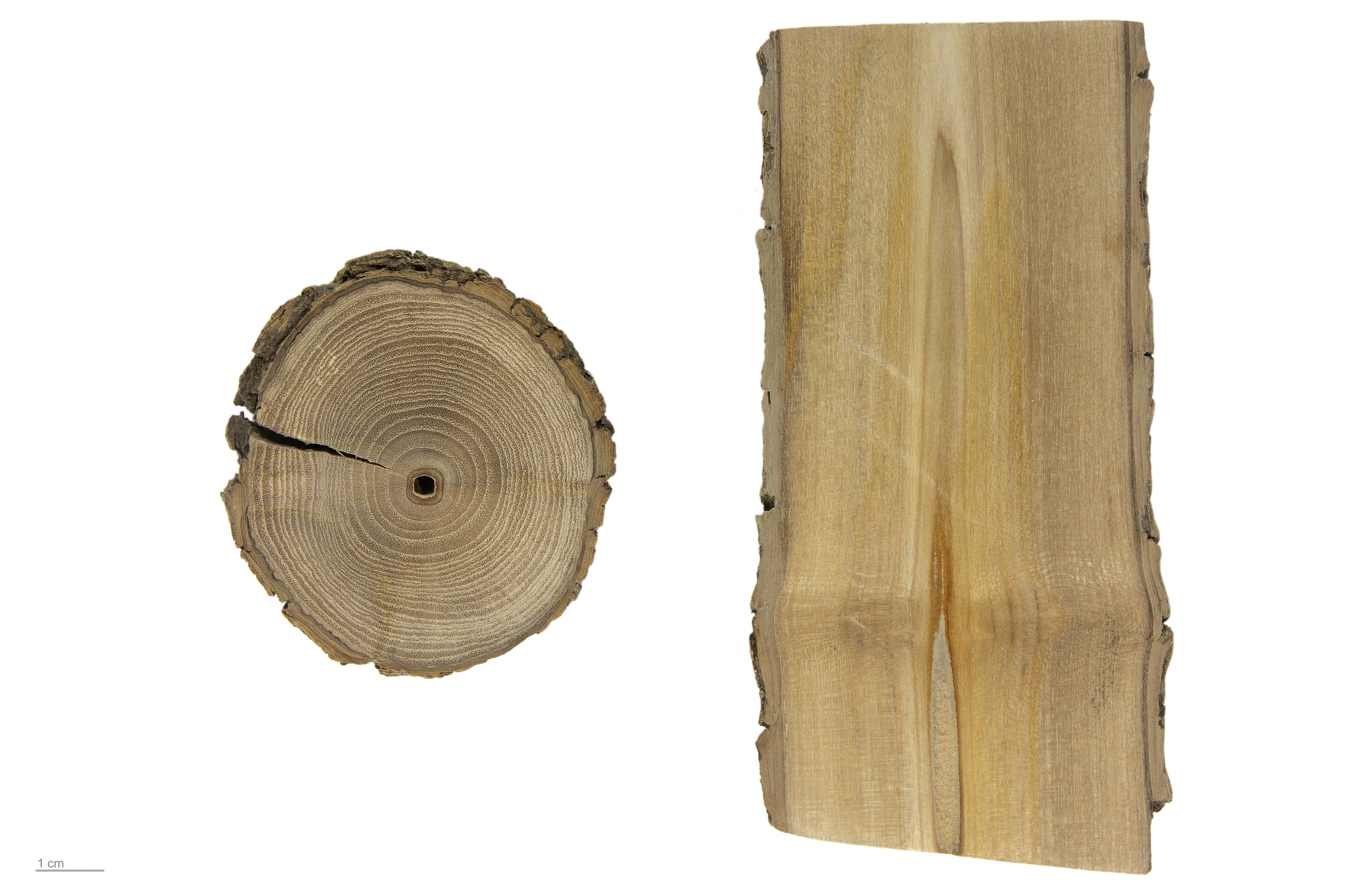 Chasteberry plant identification view