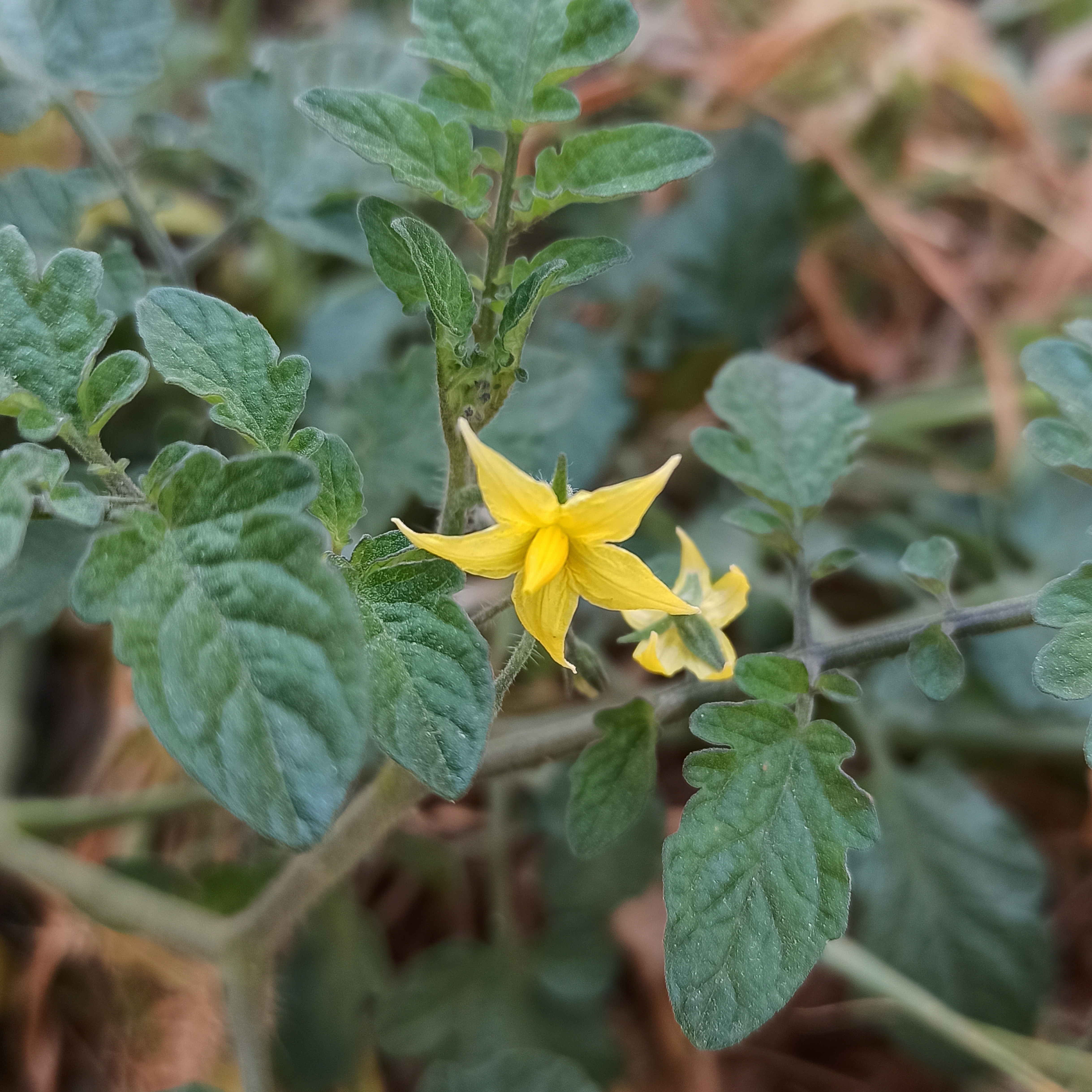 Roma Tomato flower identification view