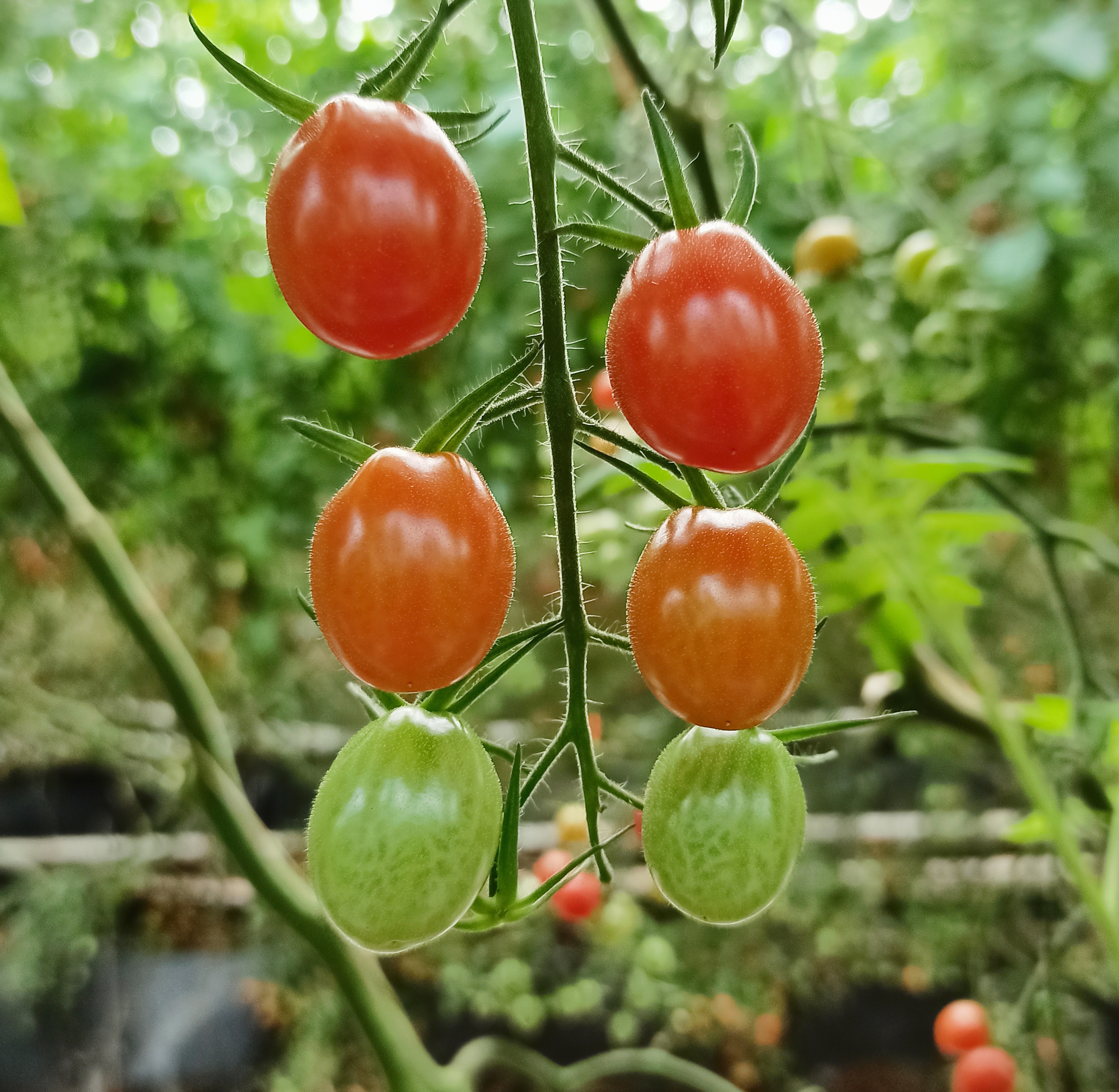 Roma Tomato fruit identification view