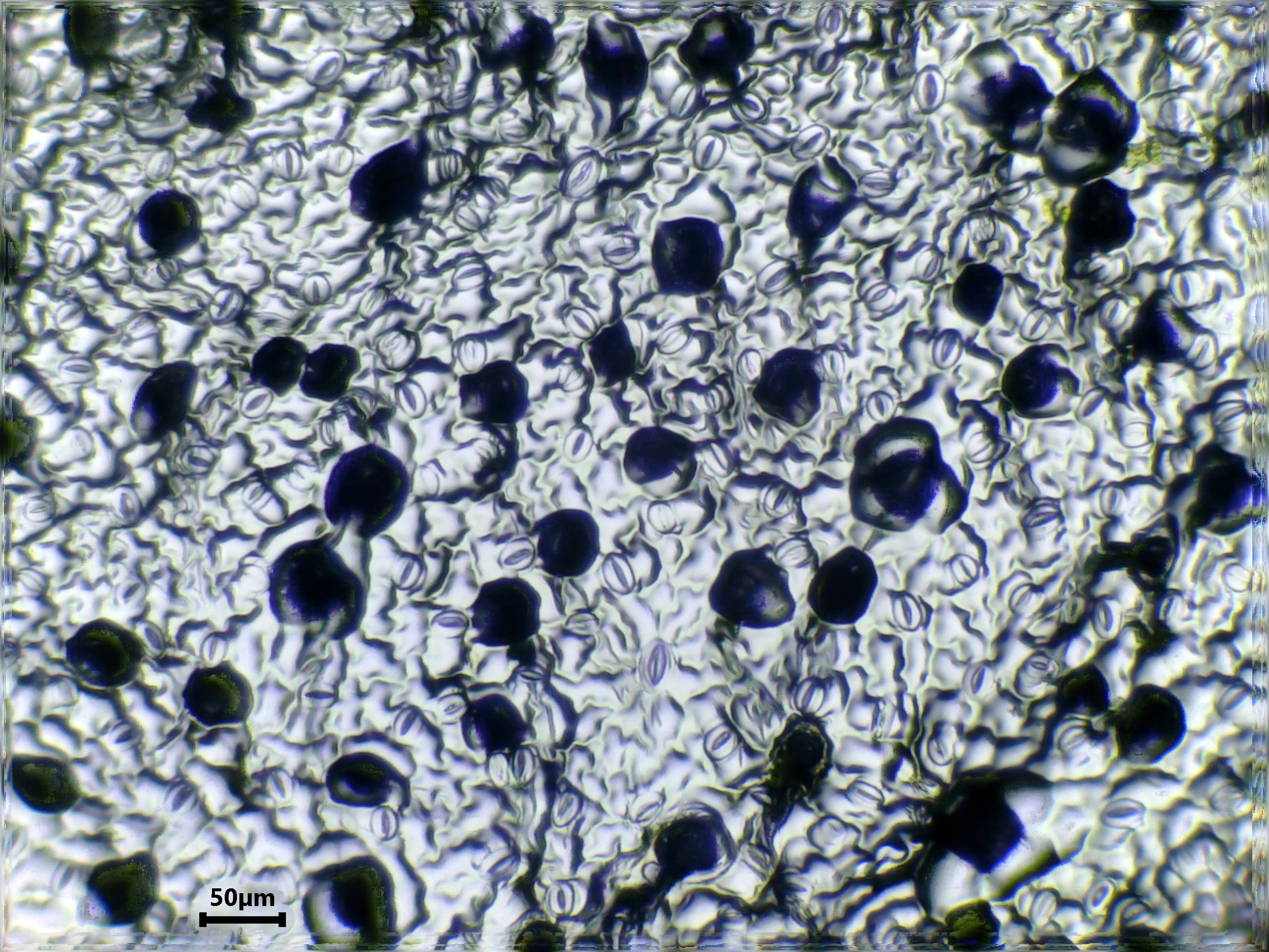 Roma Tomato leaf identification view