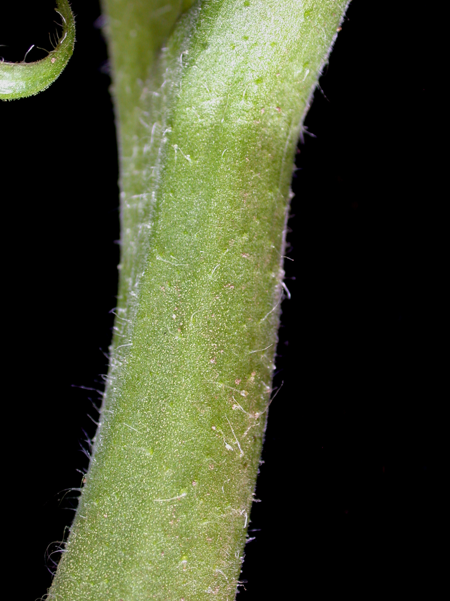 Roma Tomato stem identification view