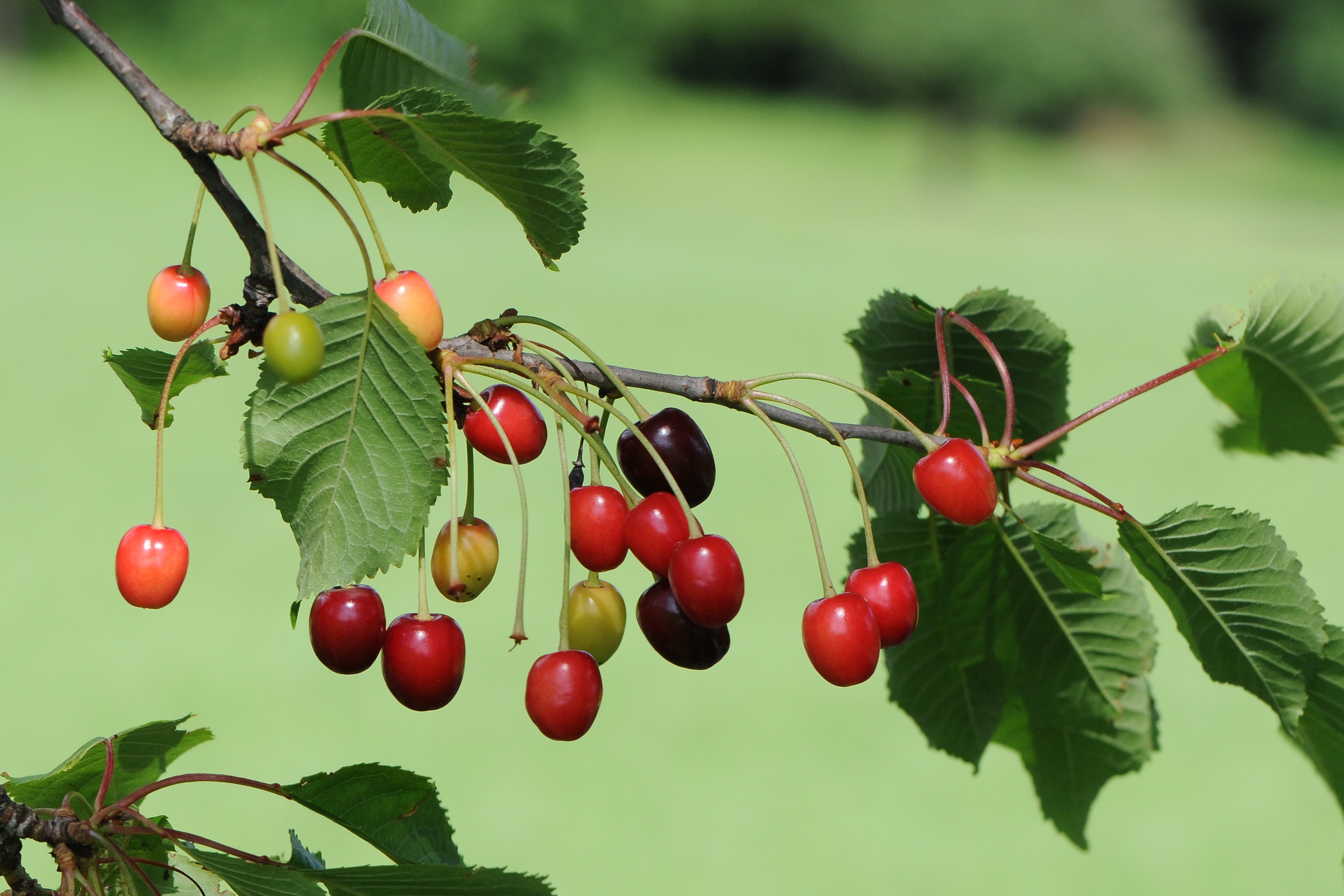 Cherry fruit identification view