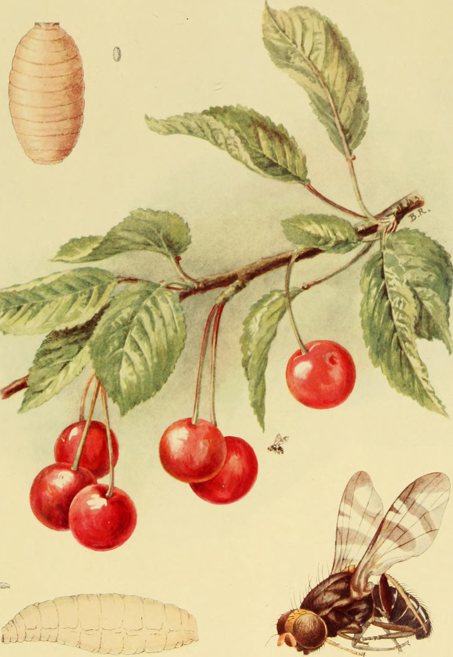 Cherry stem identification view