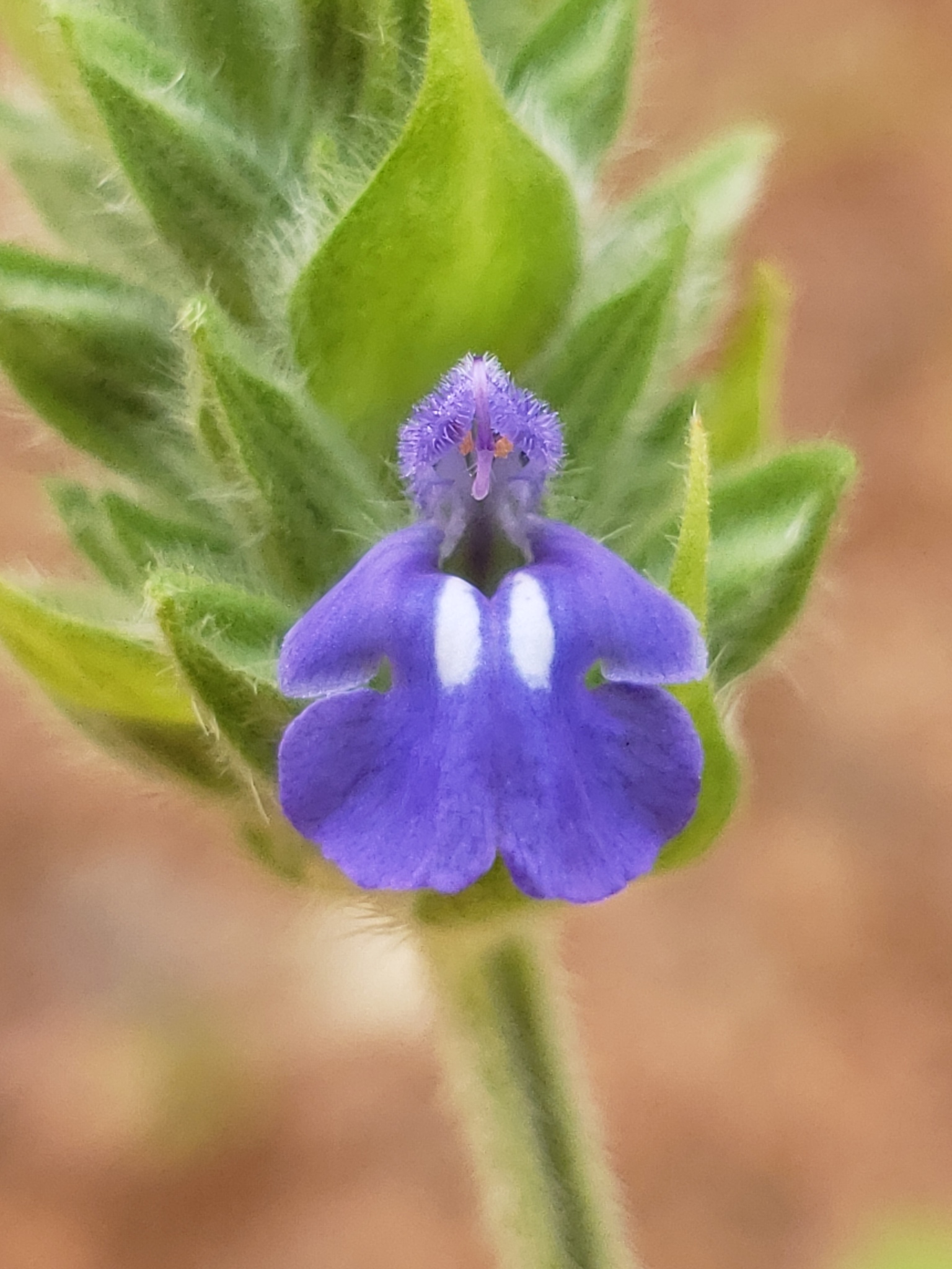 Chia Seeds flower identification view