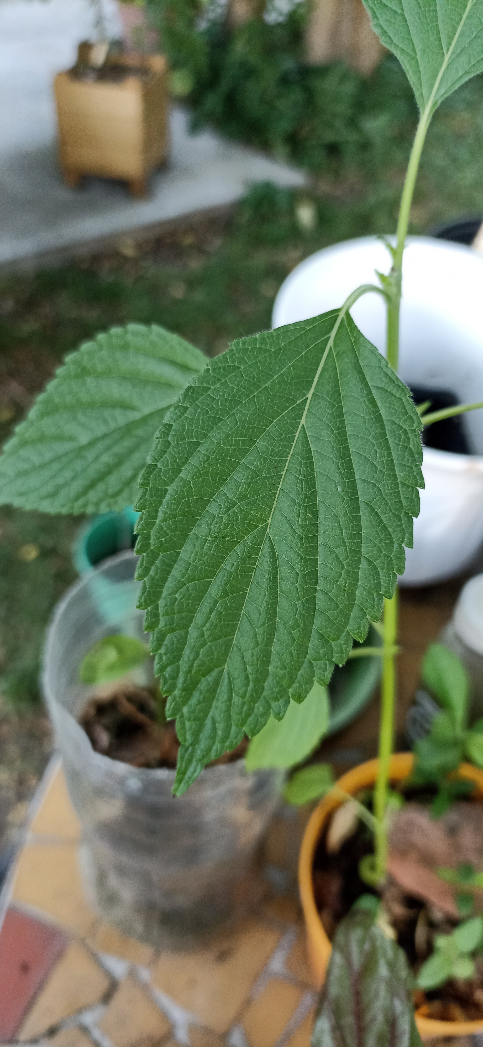 Chia Seeds leaf identification view