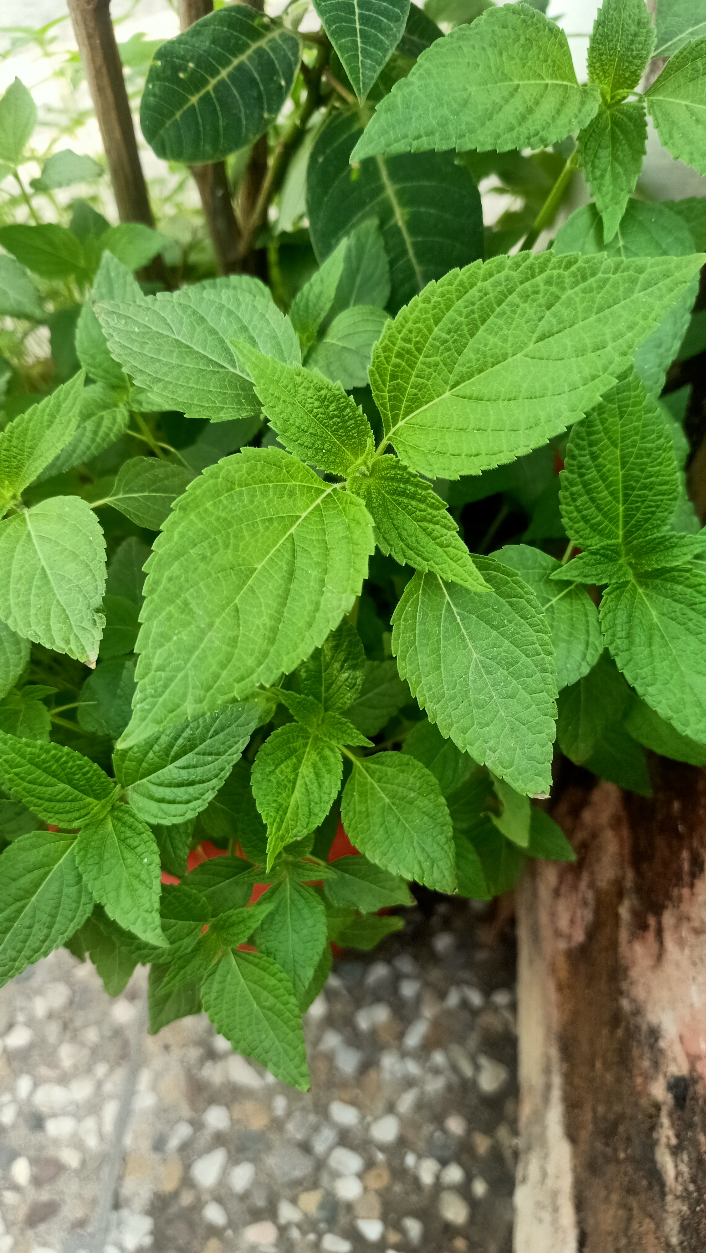Chia Seeds plant identification view
