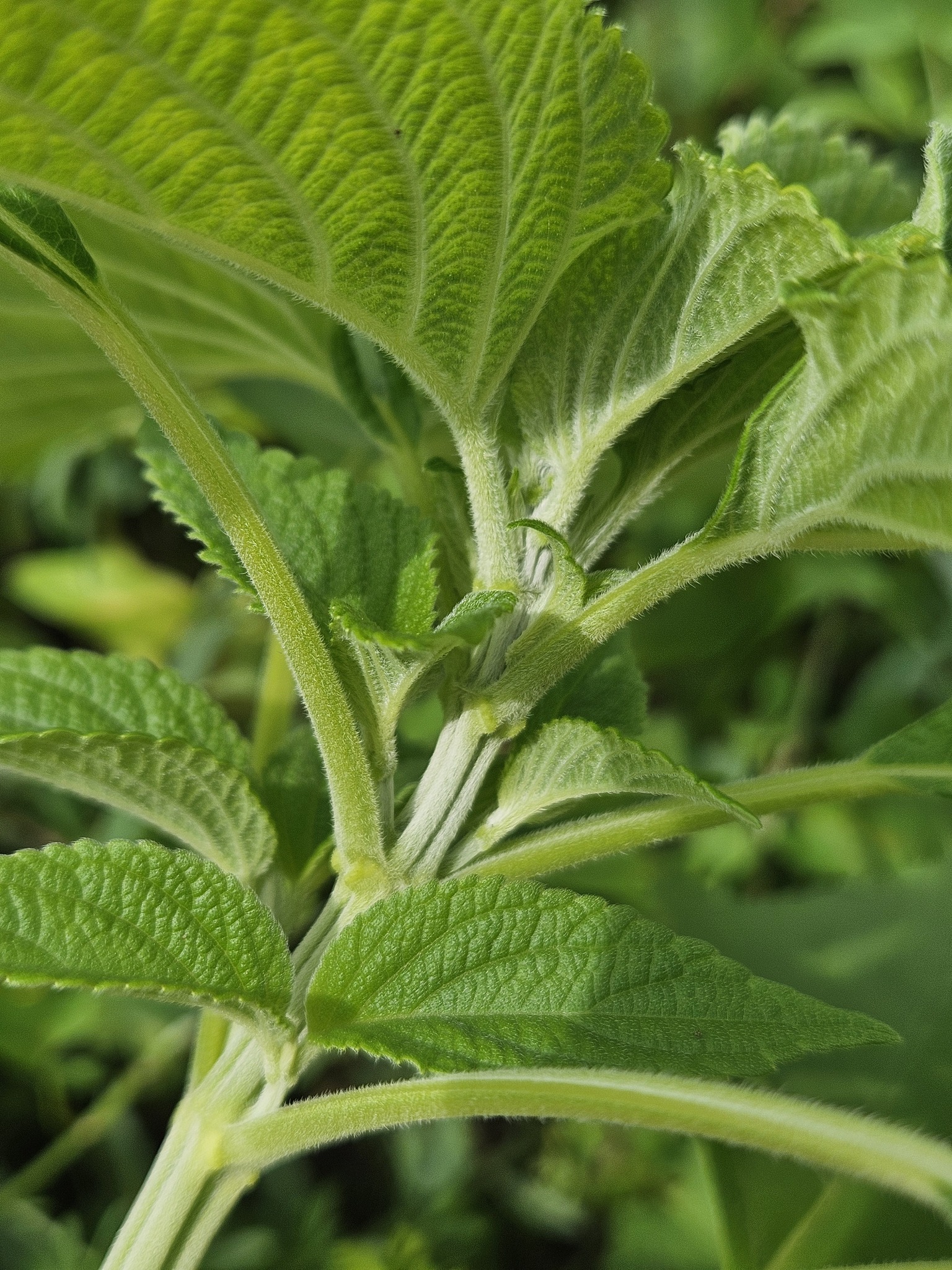 Chia Seeds stem identification view