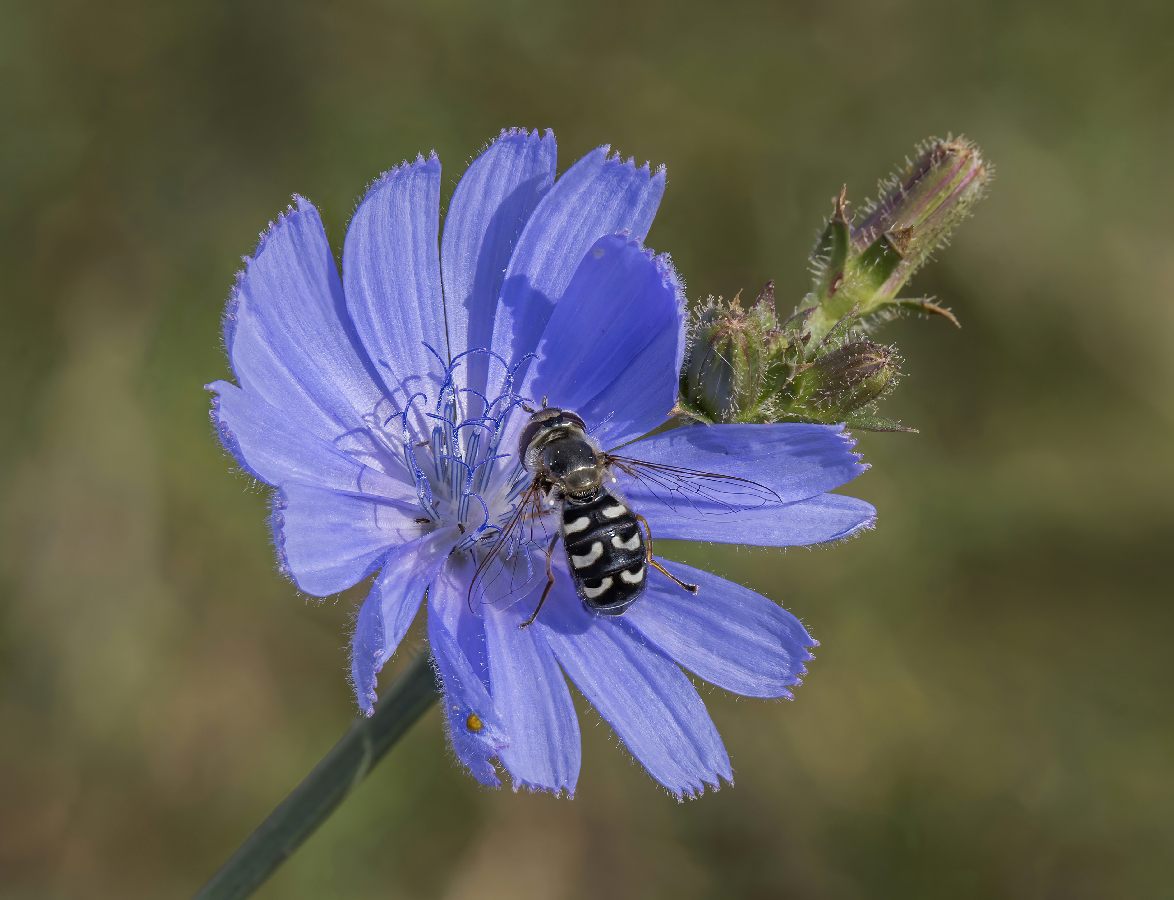 chicory flower identification view