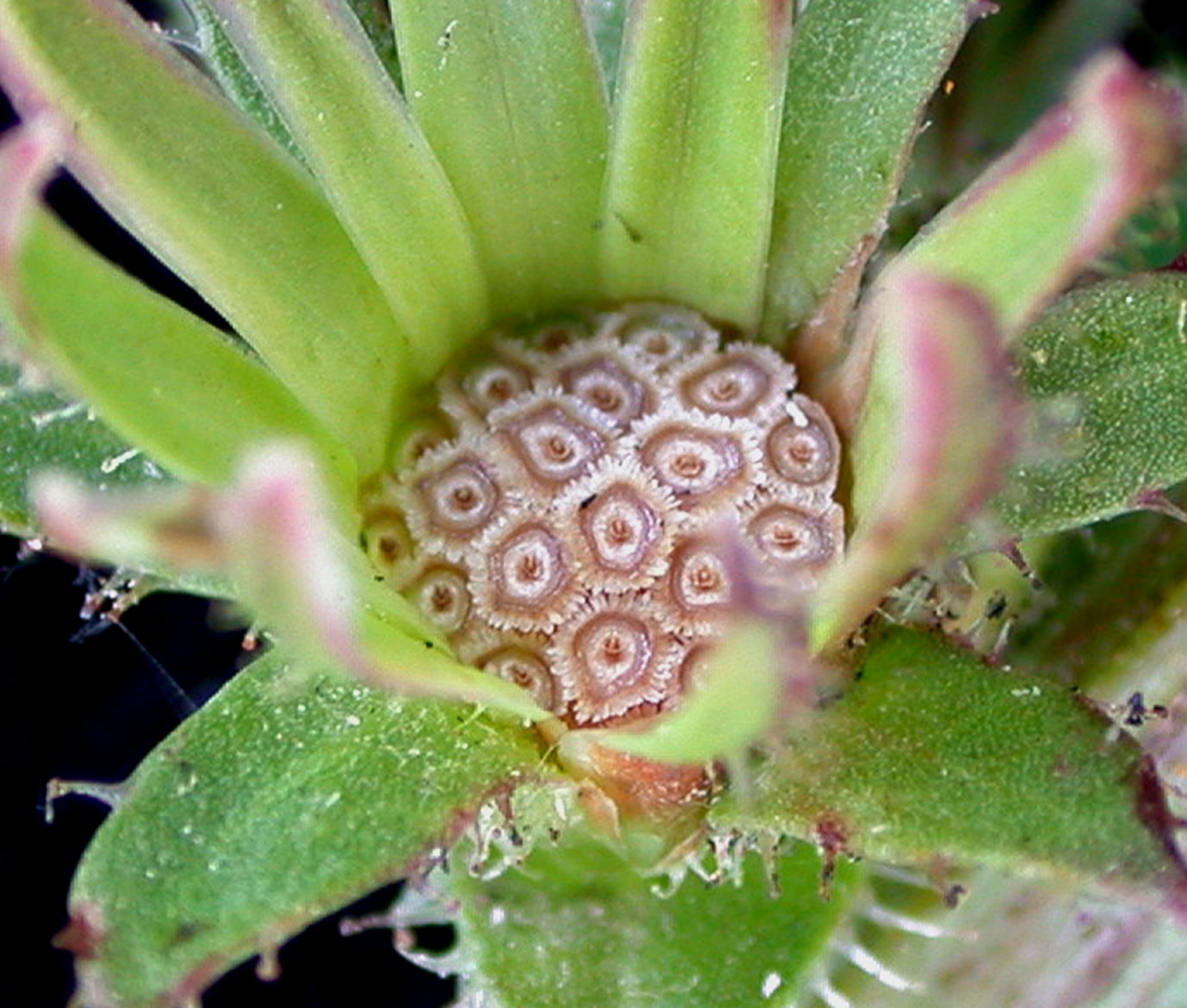chicory fruit identification view