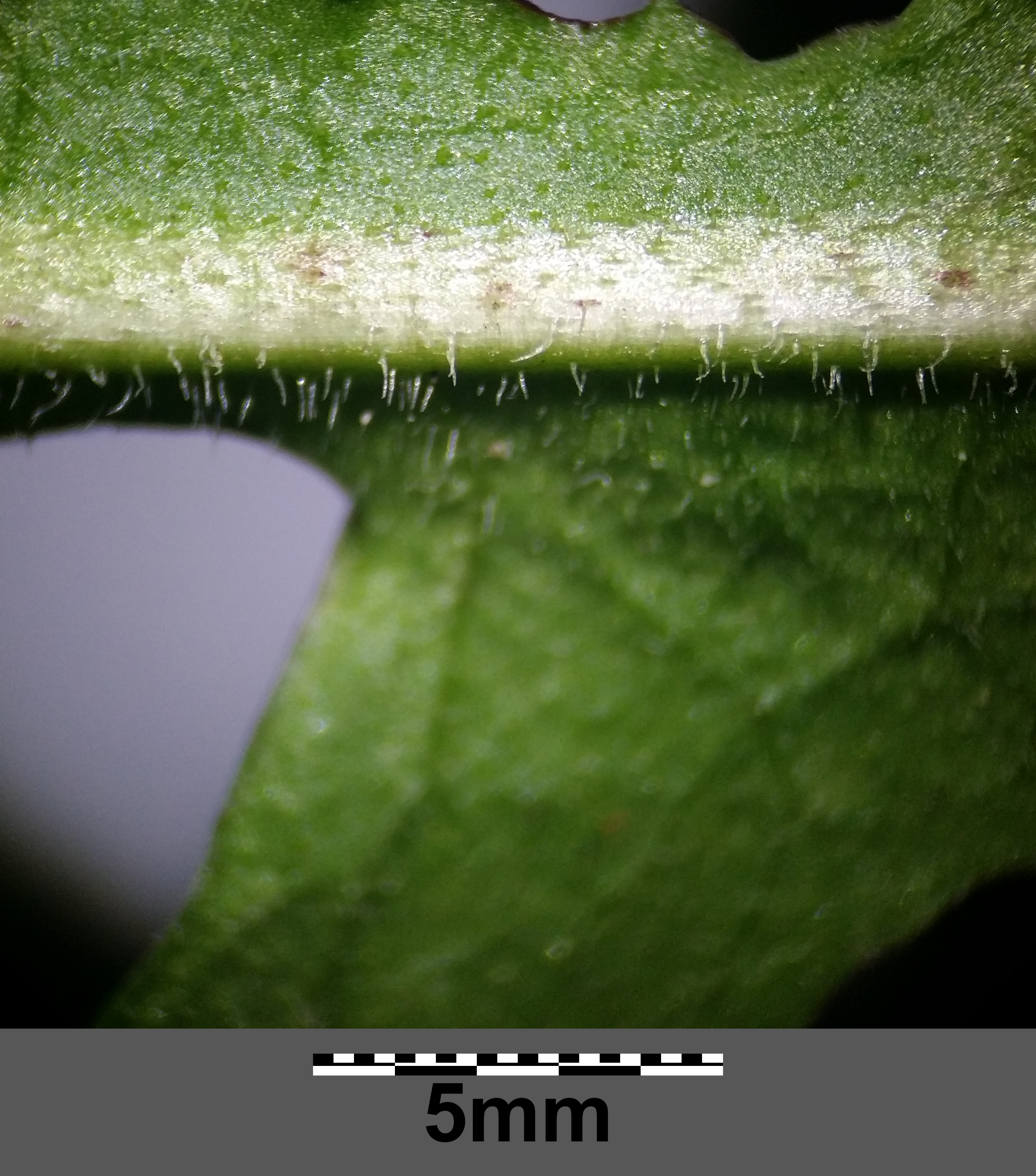 chicory leaf identification view