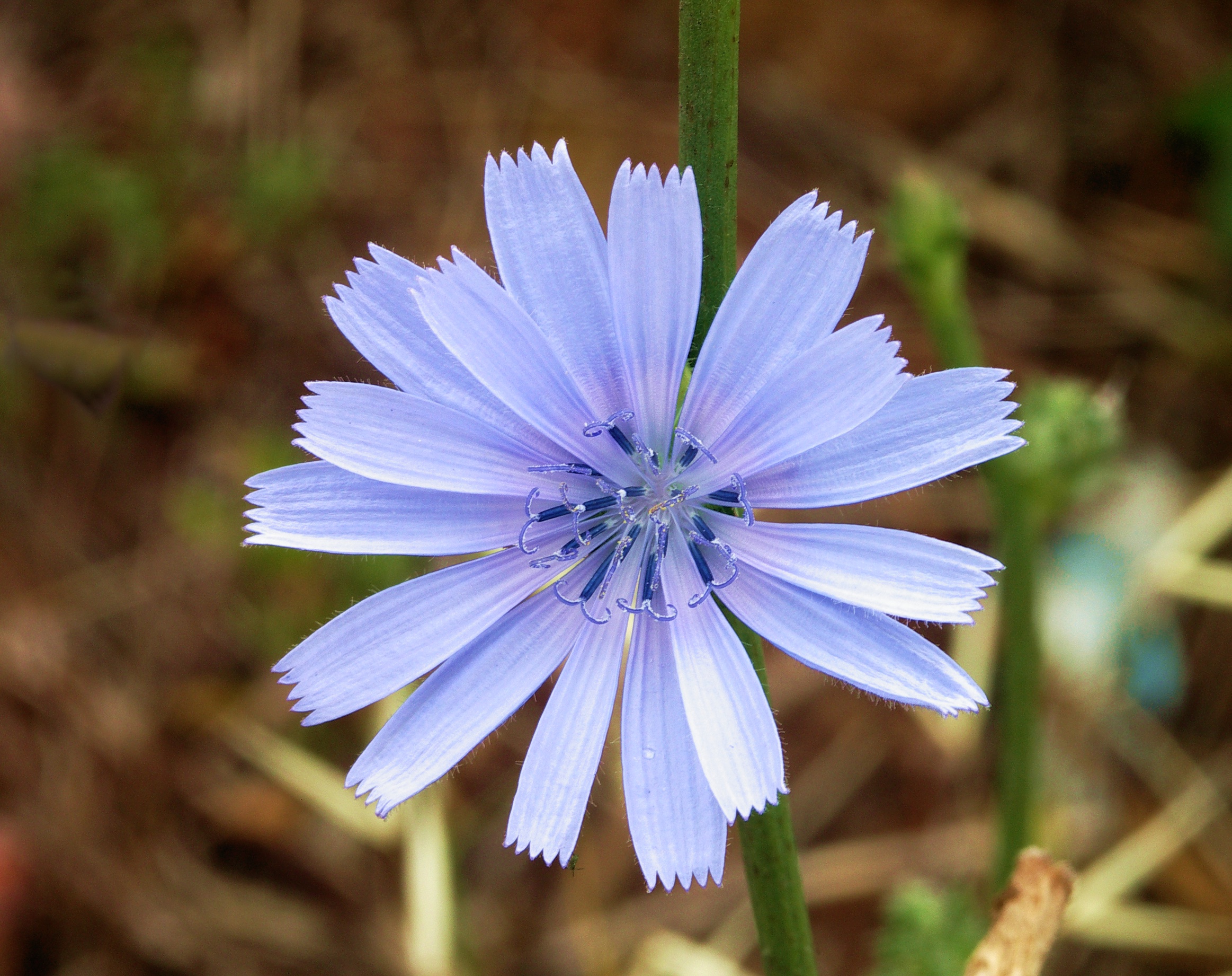 chicory plant identification view