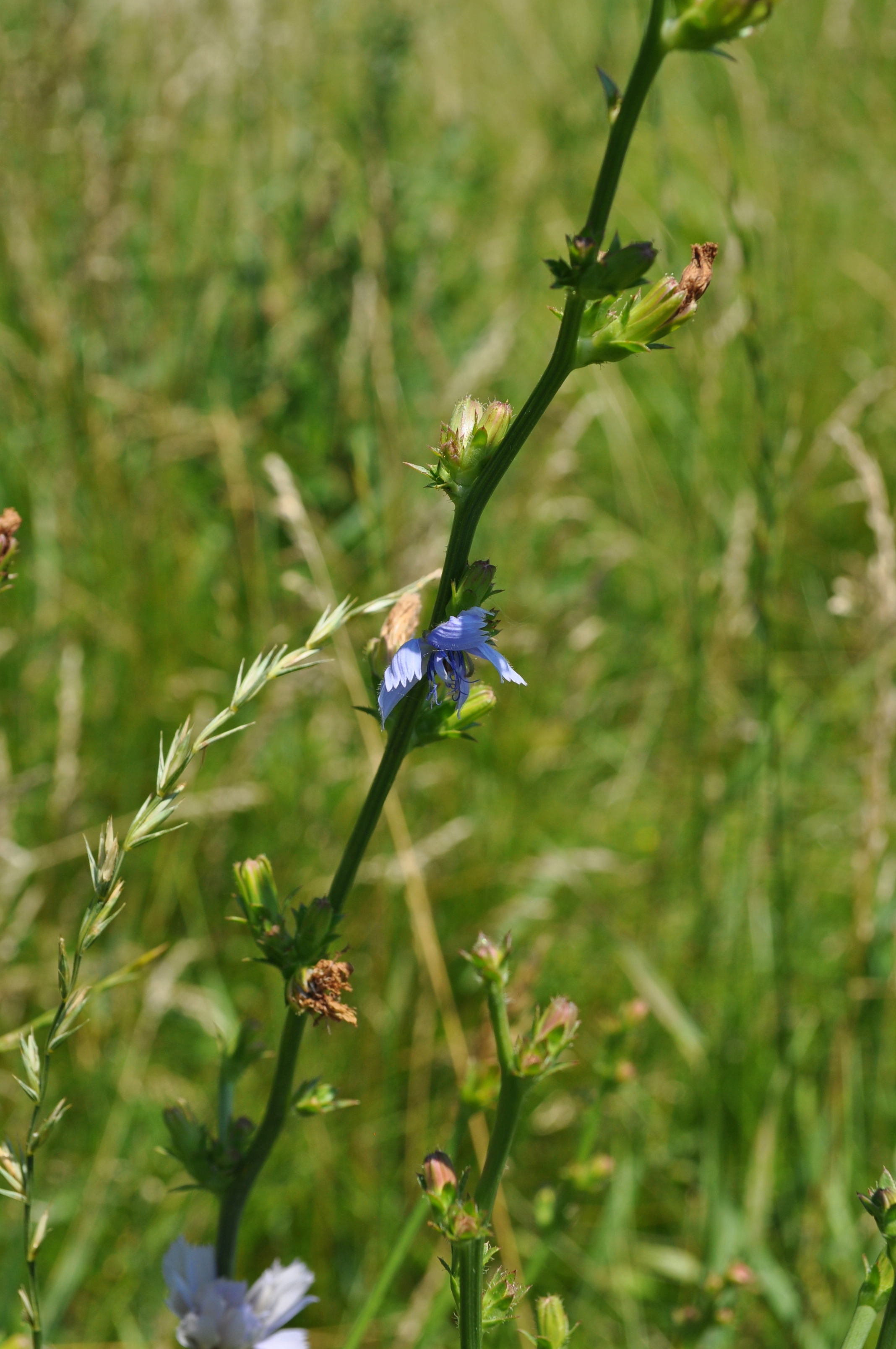 chicory stem identification view
