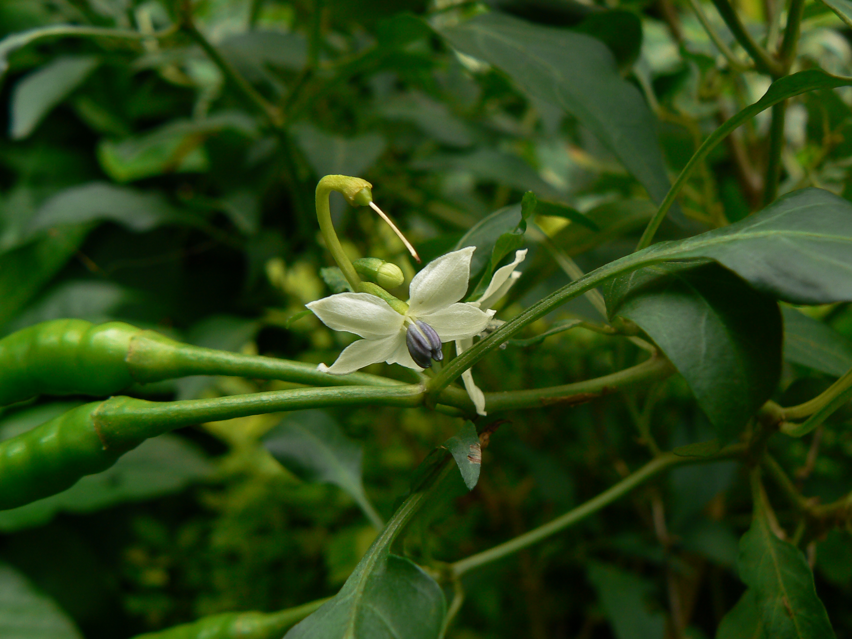 Chili flower identification view