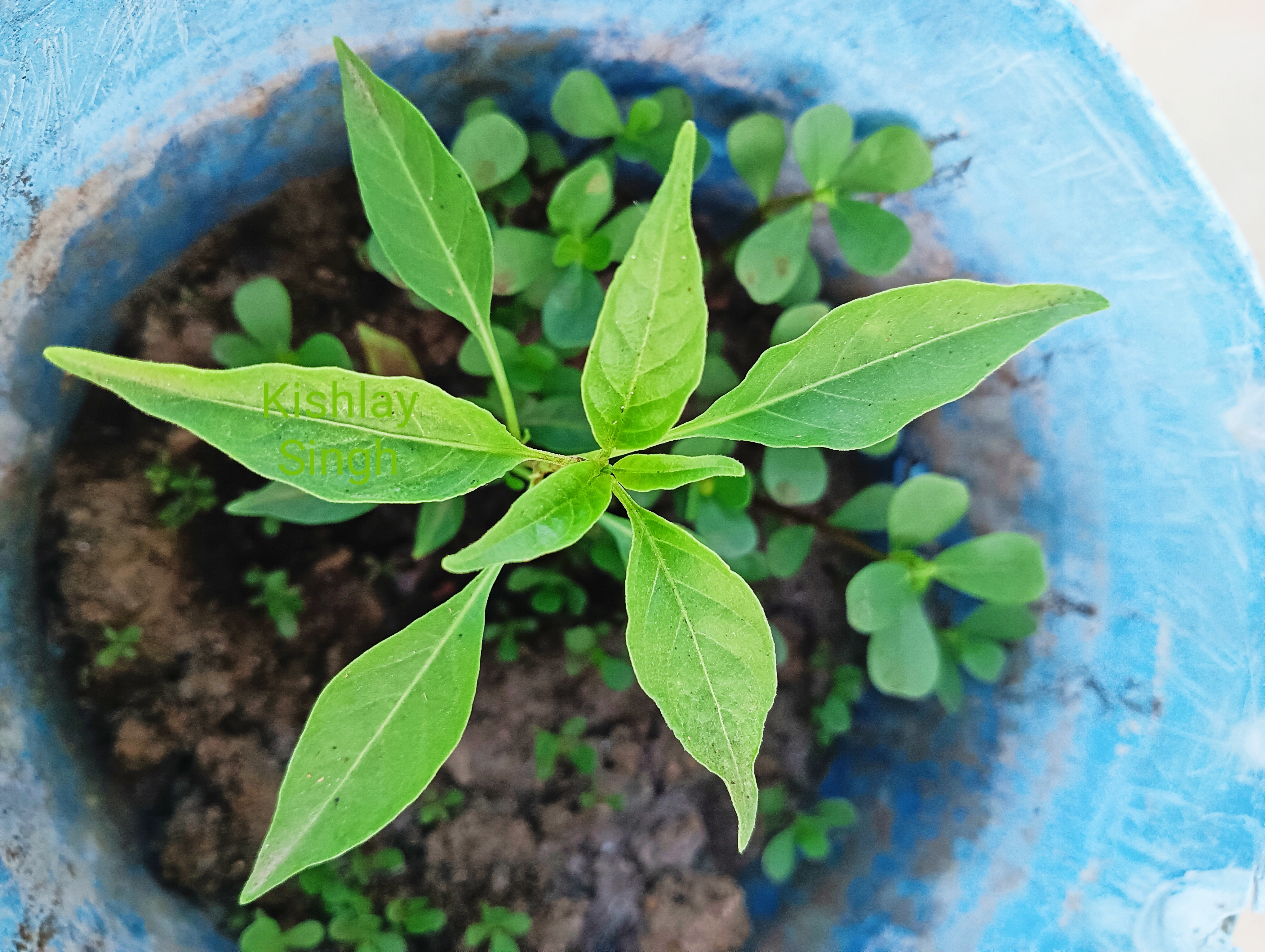 Chili leaf identification view