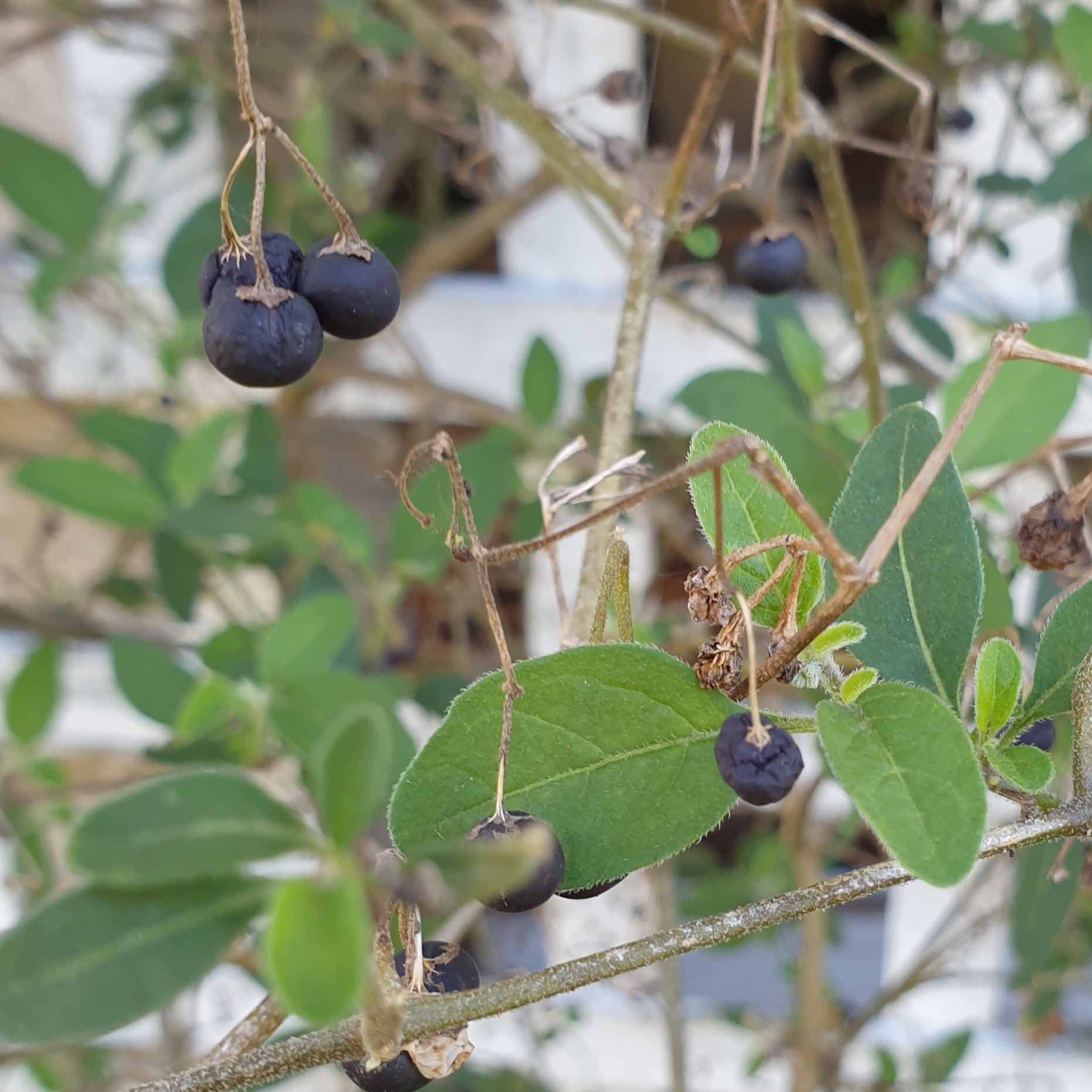 Chinese Privet fruit identification view