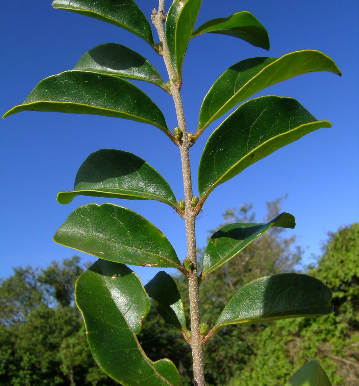 Chinese Privet leaf identification view