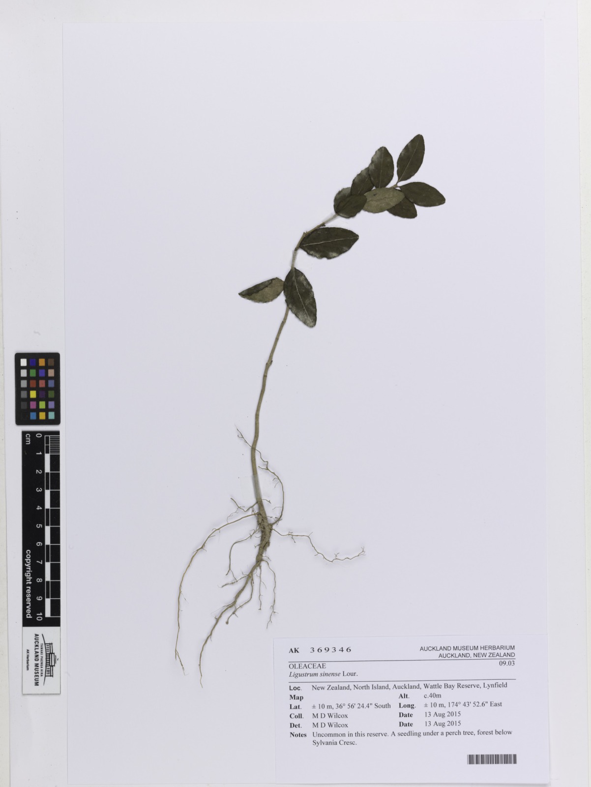 Chinese Privet plant identification view