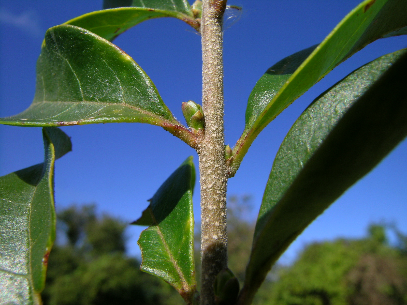 Chinese Privet stem identification view
