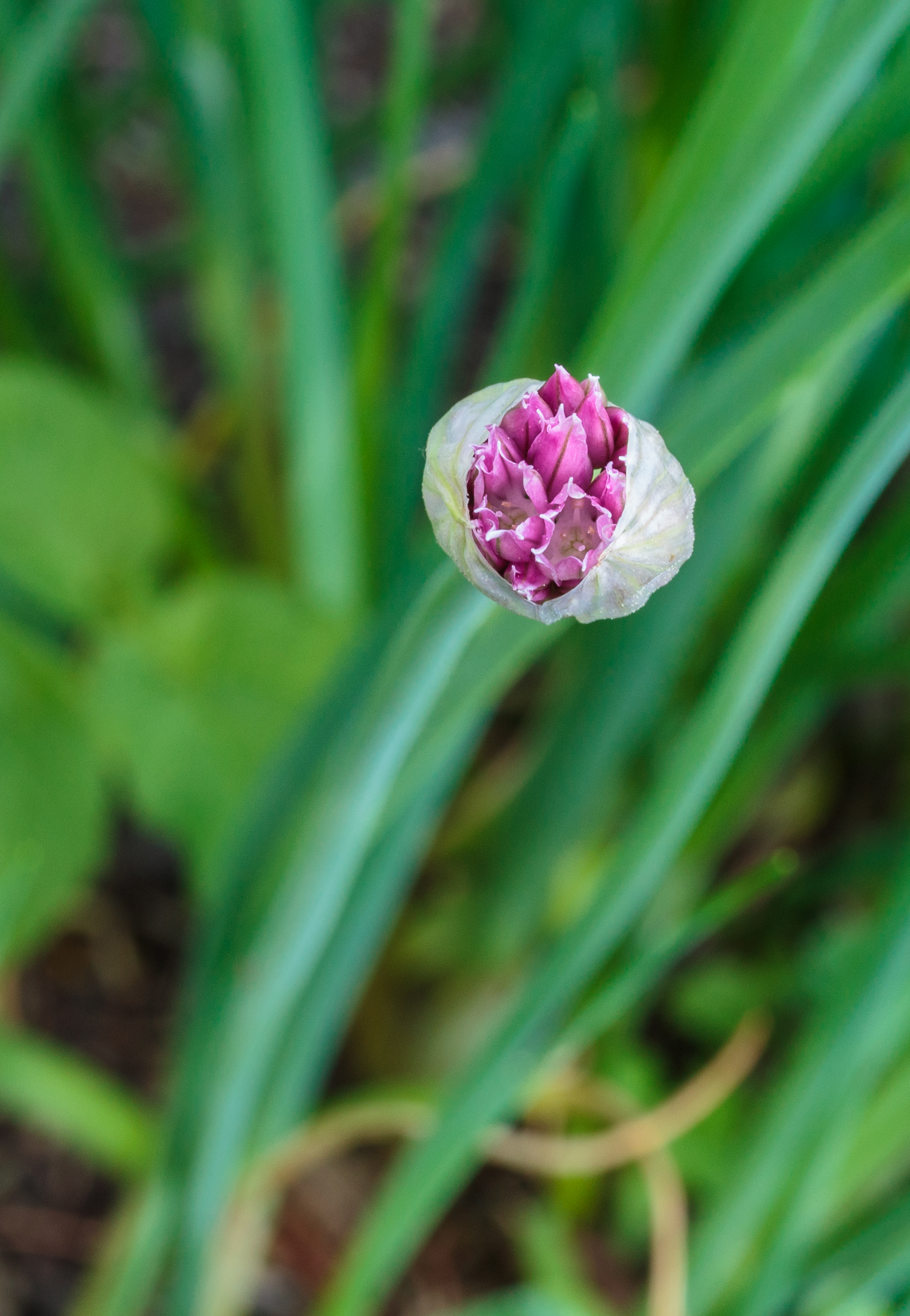 Chive flower identification view