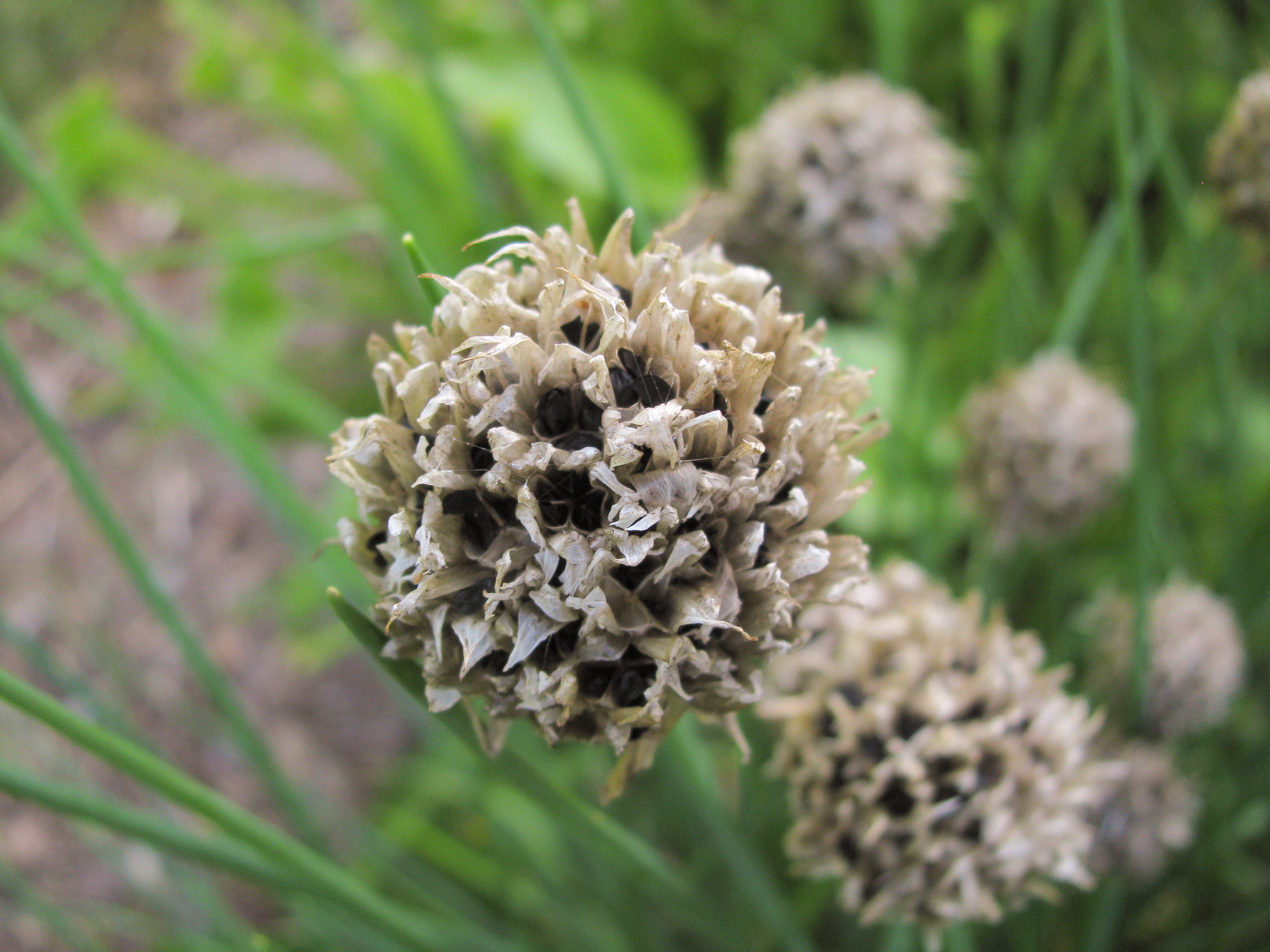 Chive fruit identification view