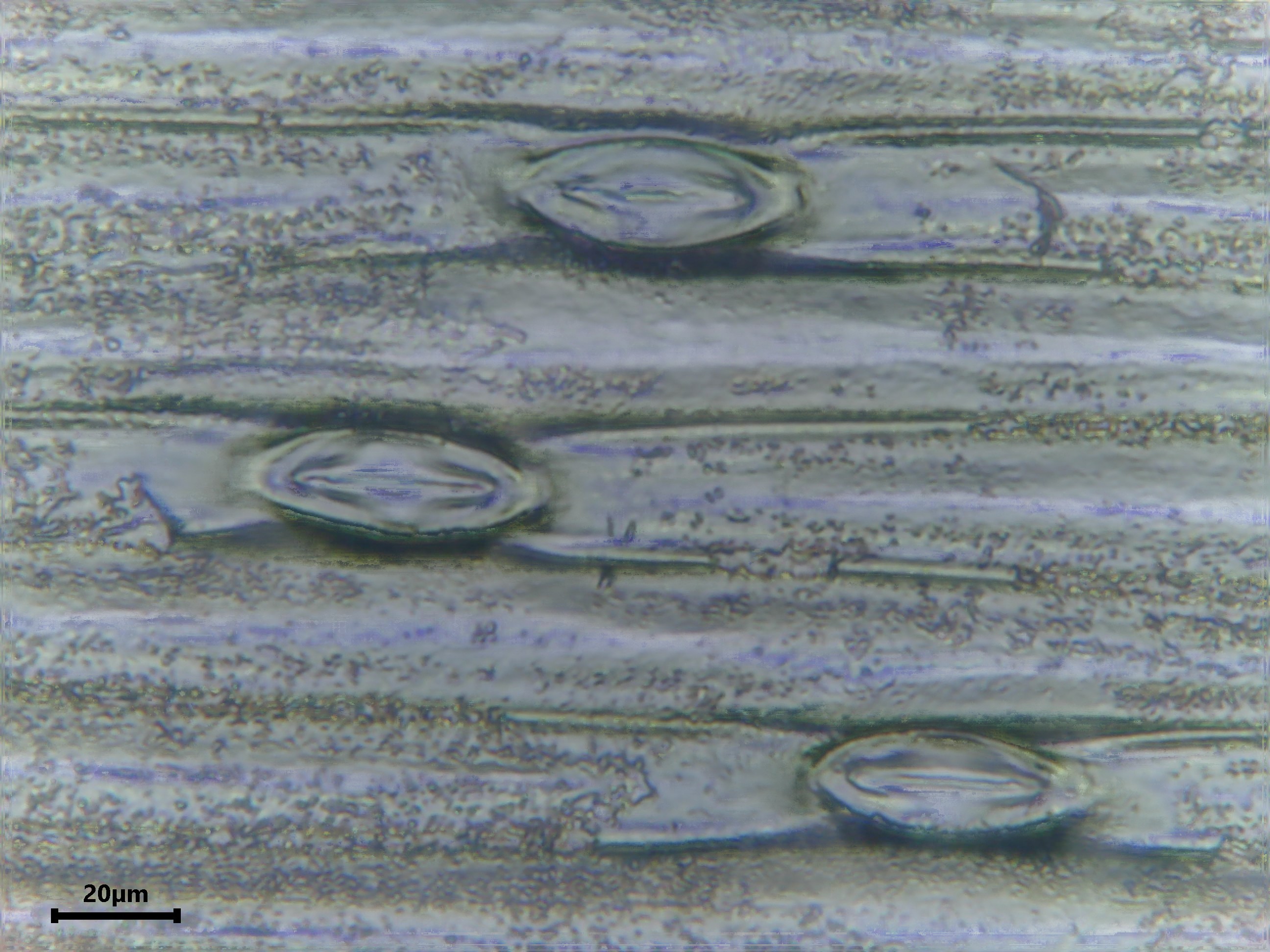 Chive leaf identification view