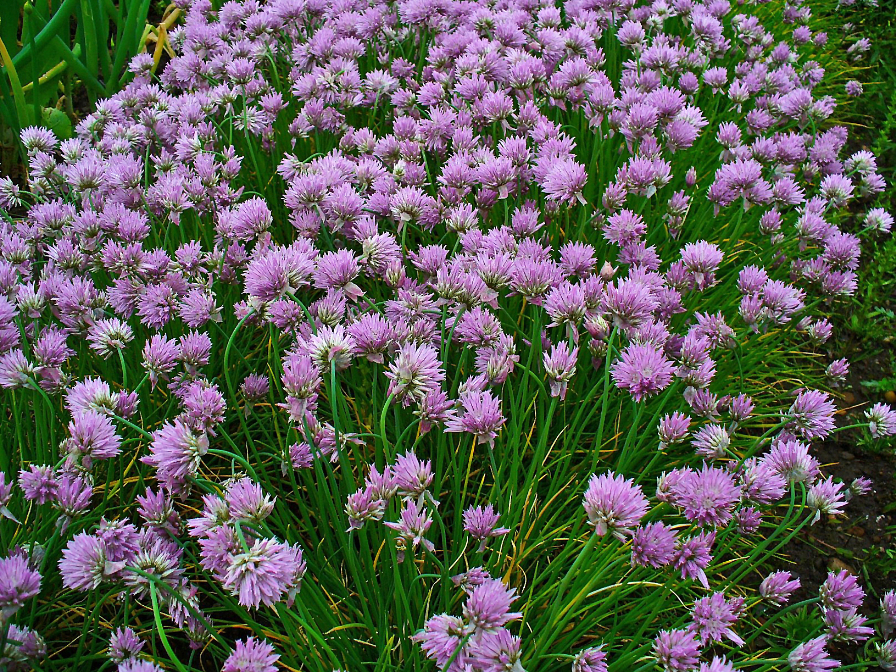 Chive plant identification view