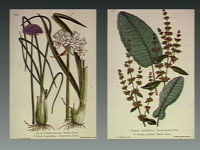 Chive stem identification view