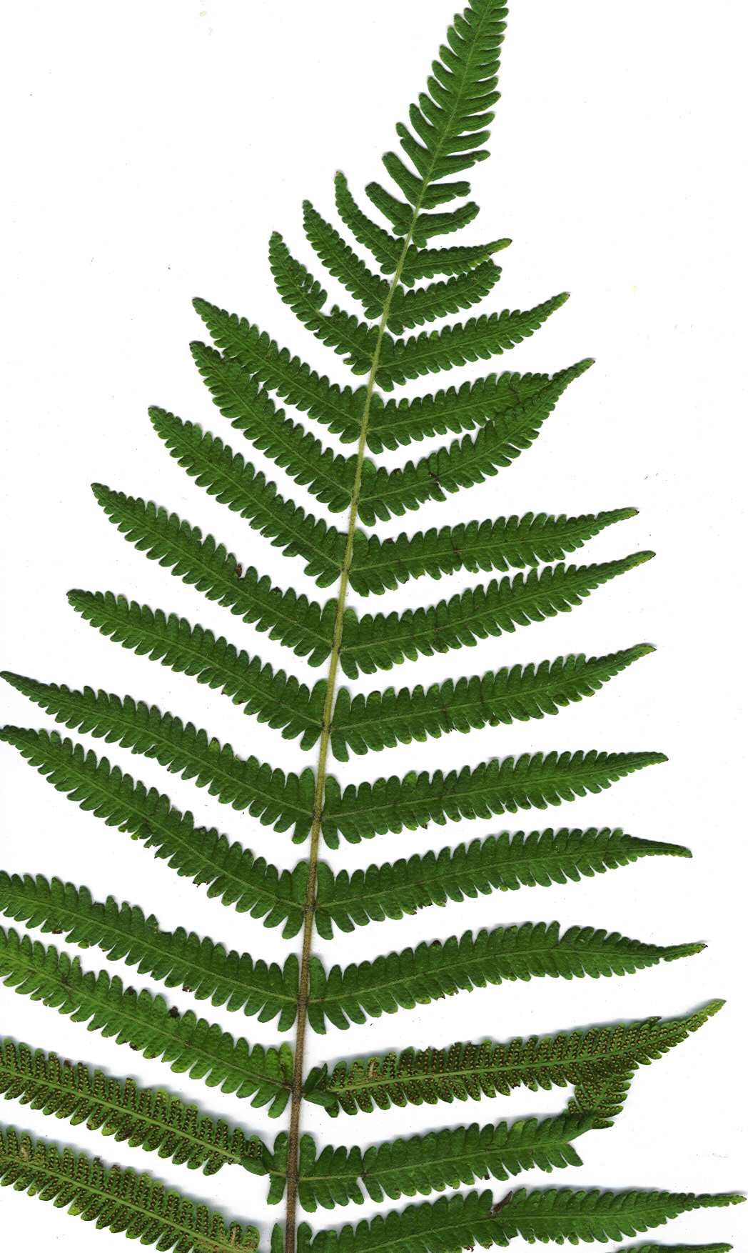 Christella dentata flower identification view