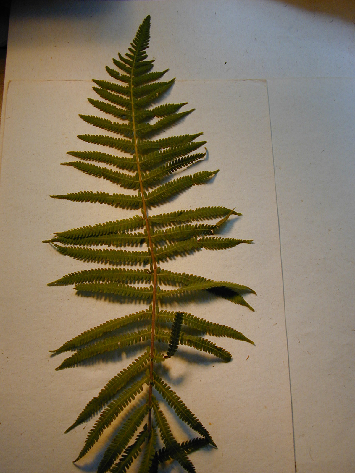 Christella dentata fruit identification view