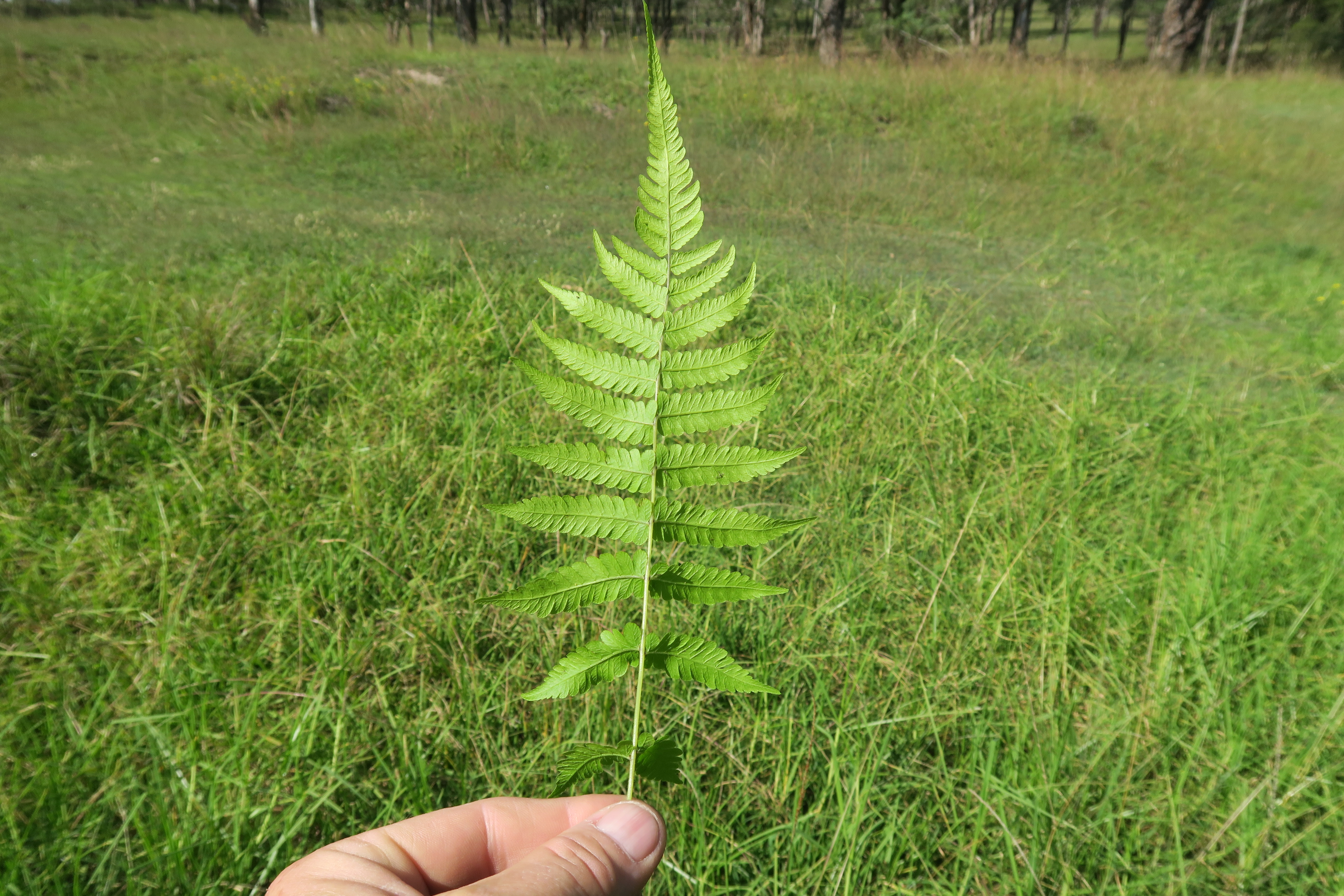 Christella dentata leaf identification view