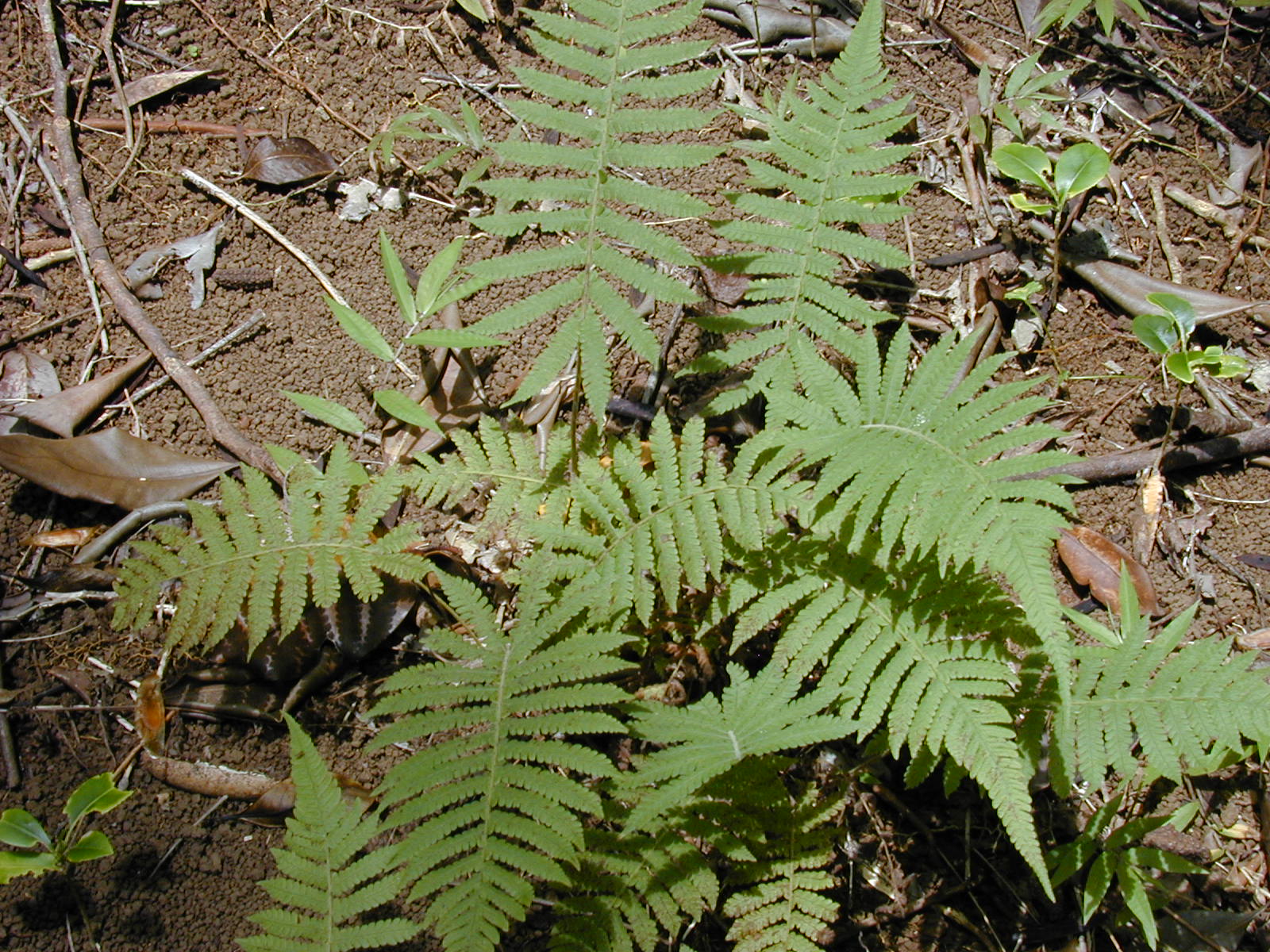 Christella dentata plant identification view