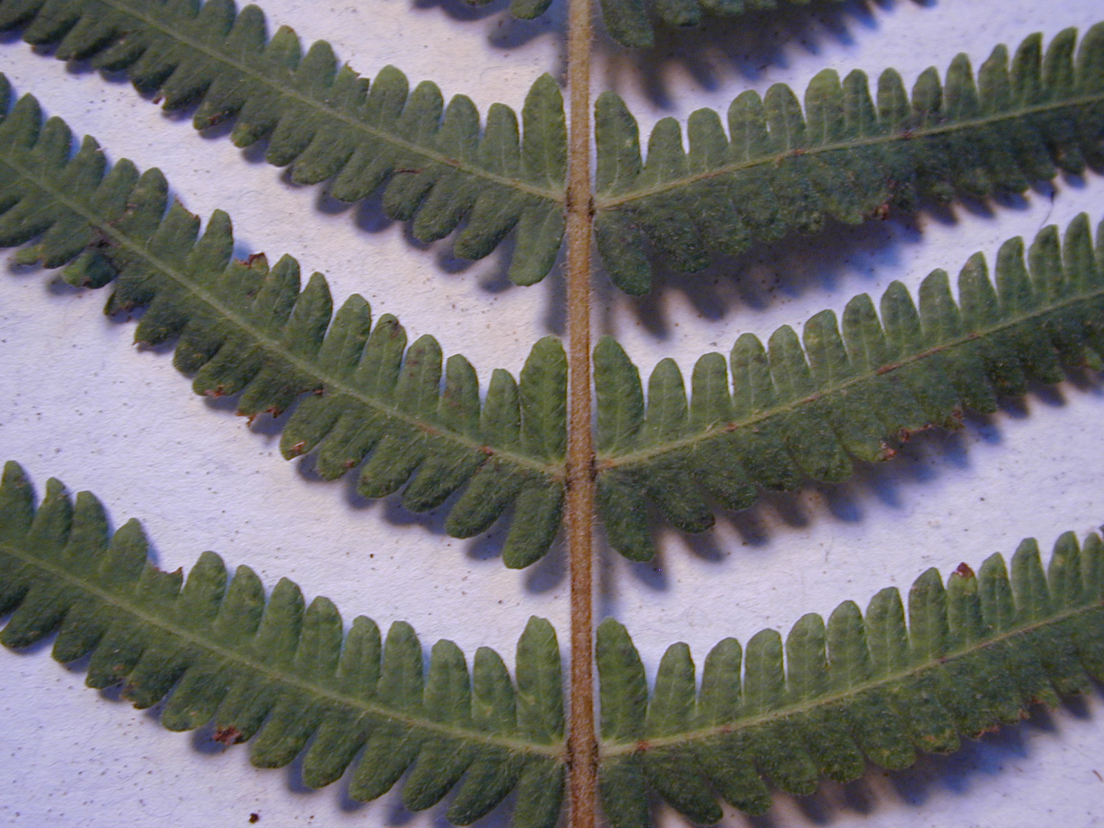 Christella dentata stem identification view