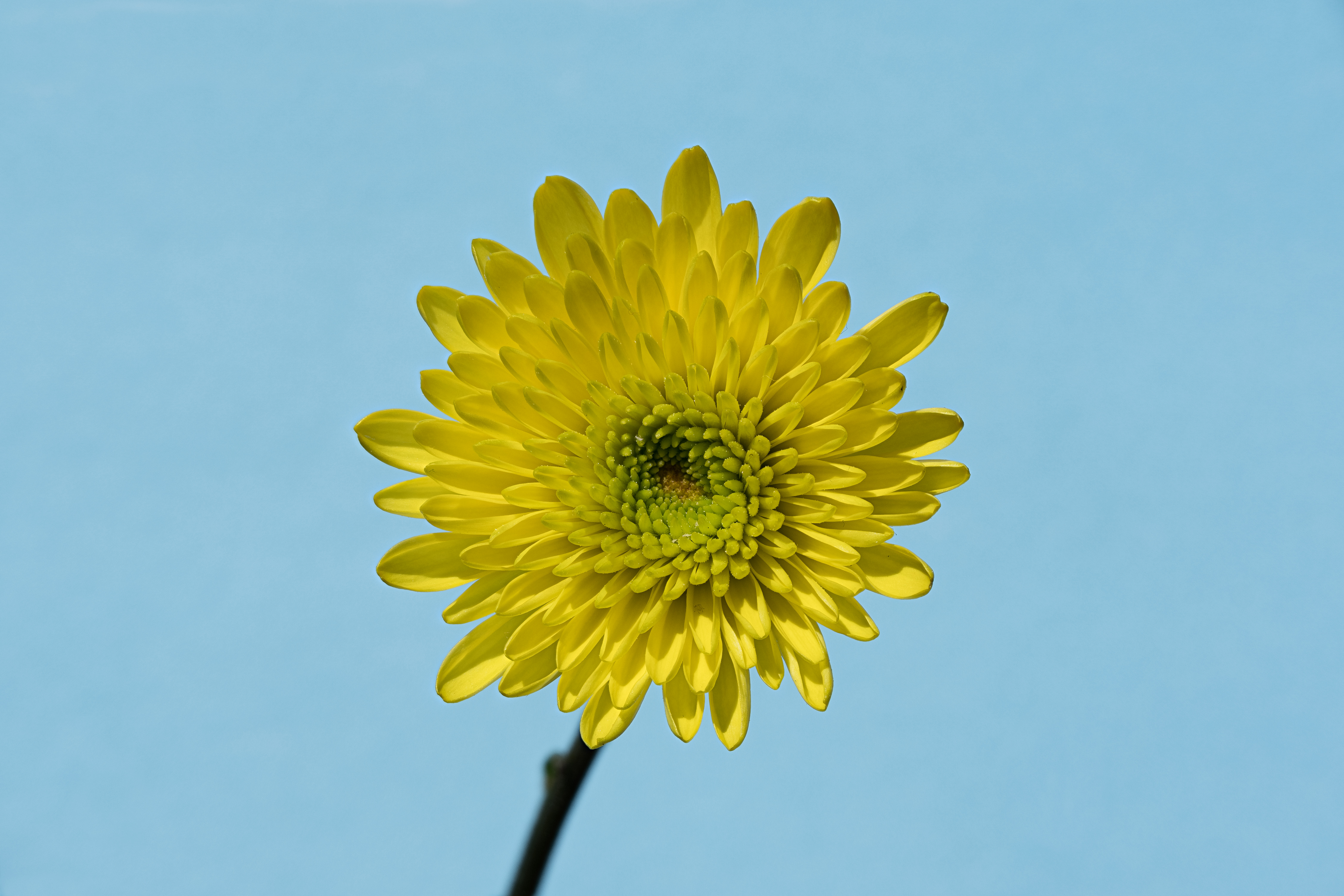Chrysanthemum × morifolium flower identification view