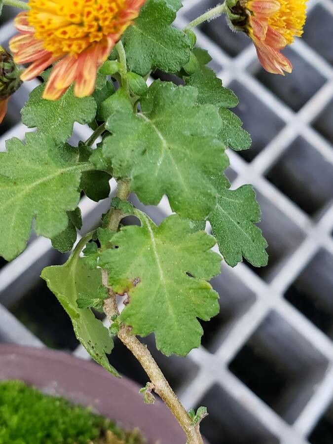 Chrysanthemum × morifolium leaf identification view