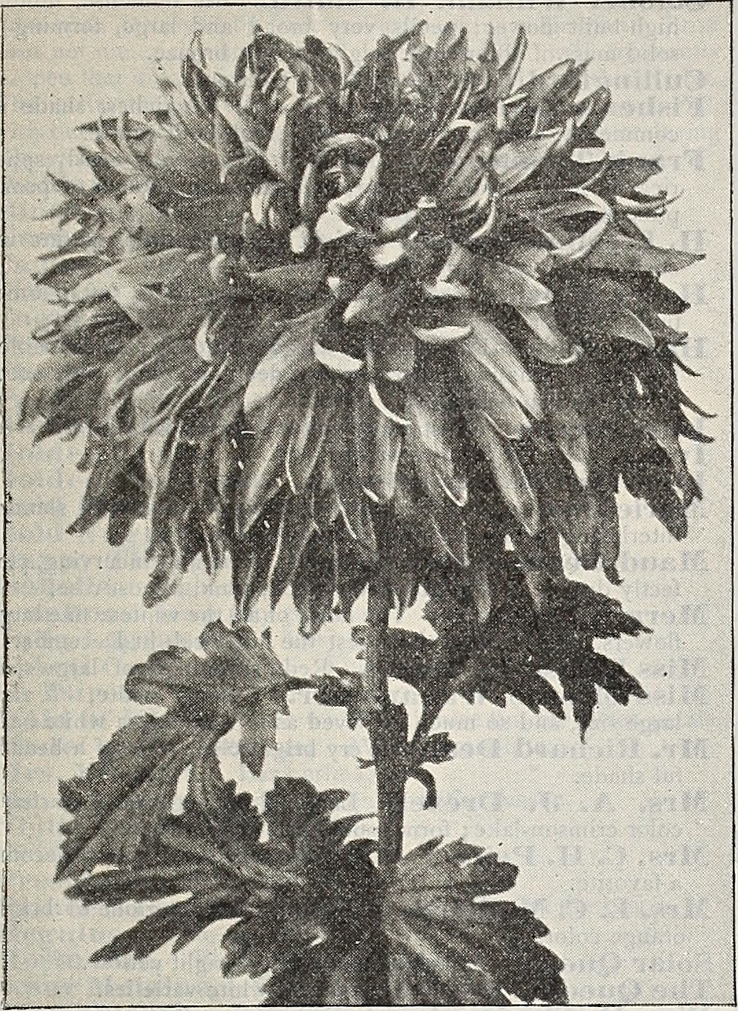 Chrysanthemum fruit identification view