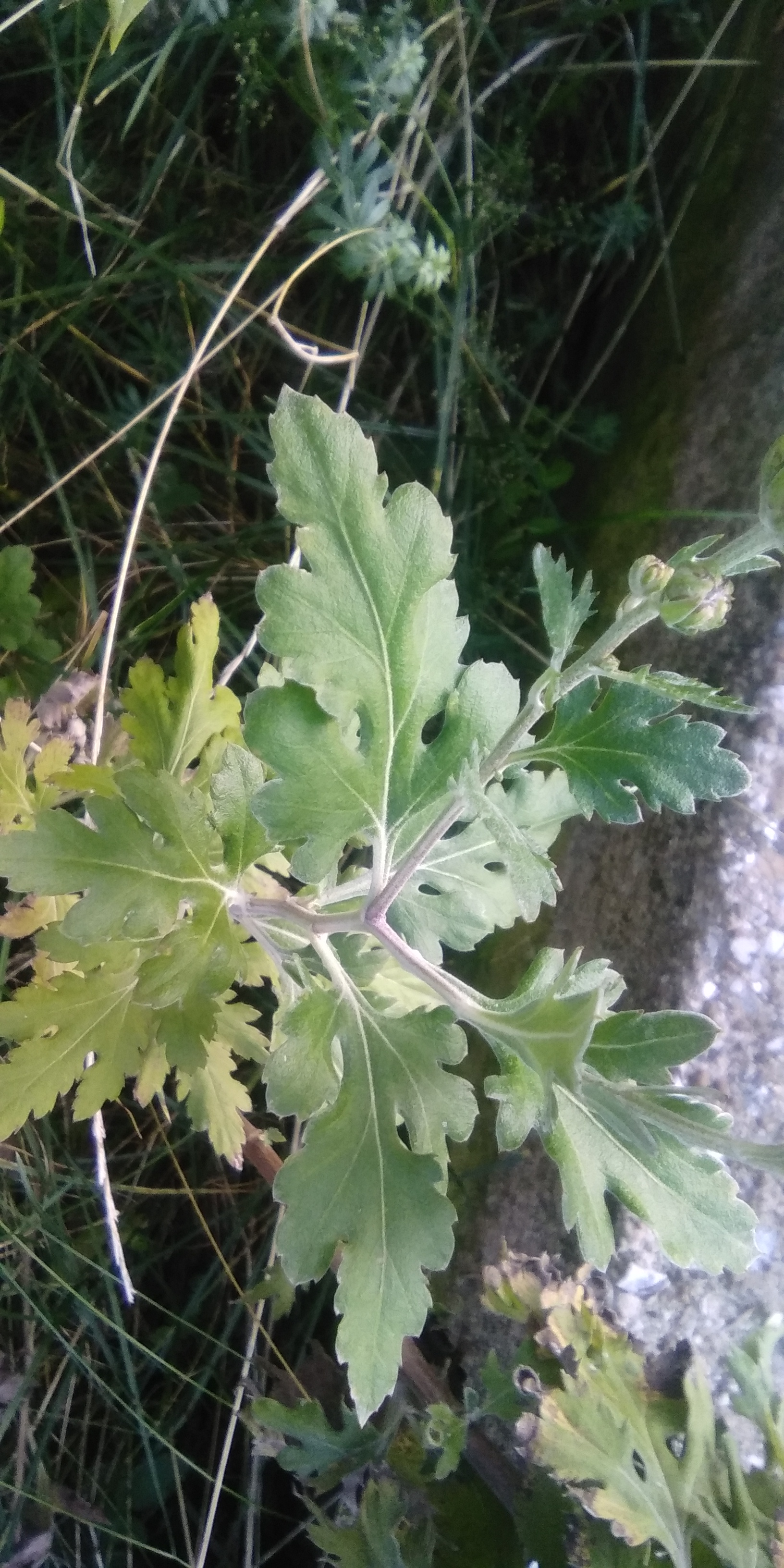 Chrysanthemum leaf identification view