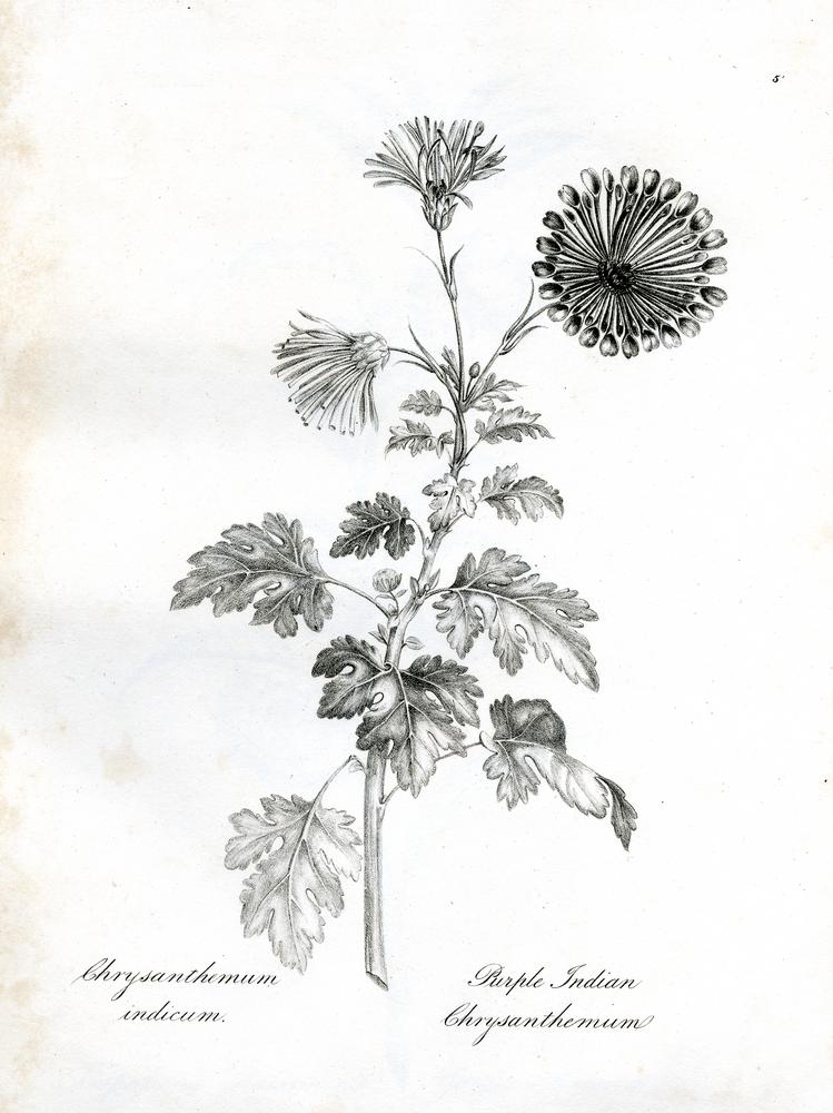 Chrysanthemum stem identification view