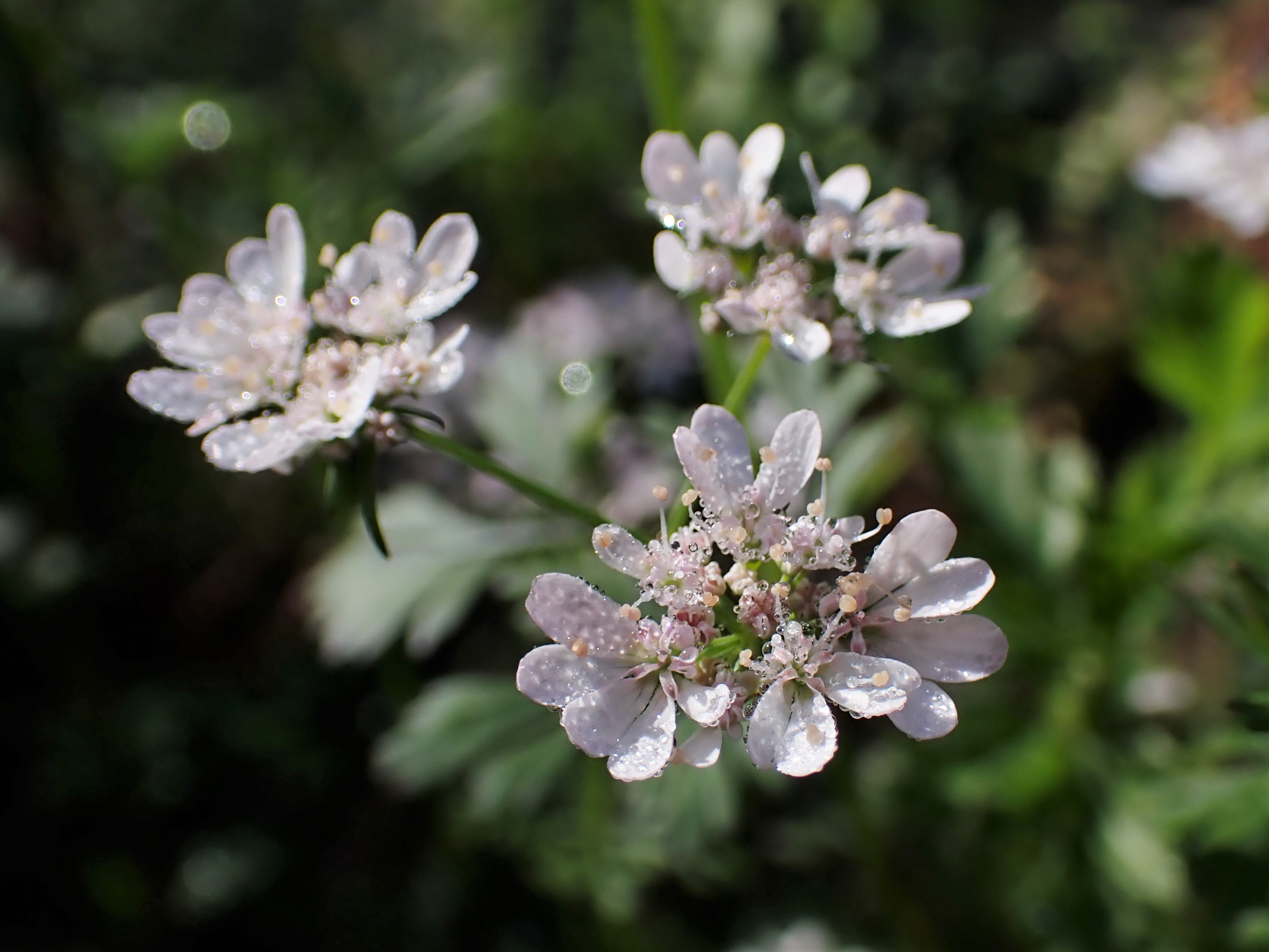 Cilantro flower identification view