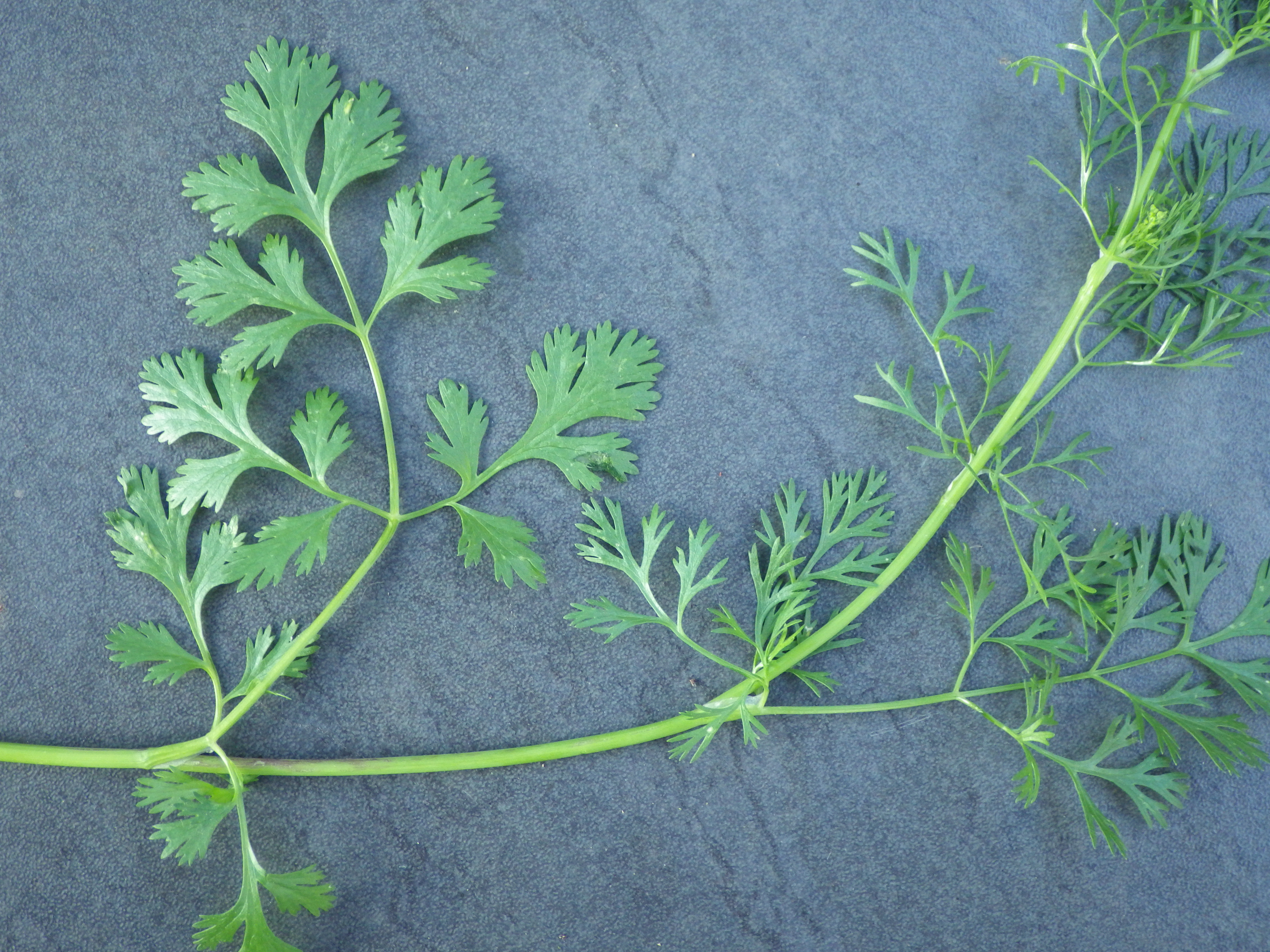 Cilantro leaf identification view