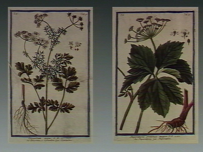 Cilantro stem identification view