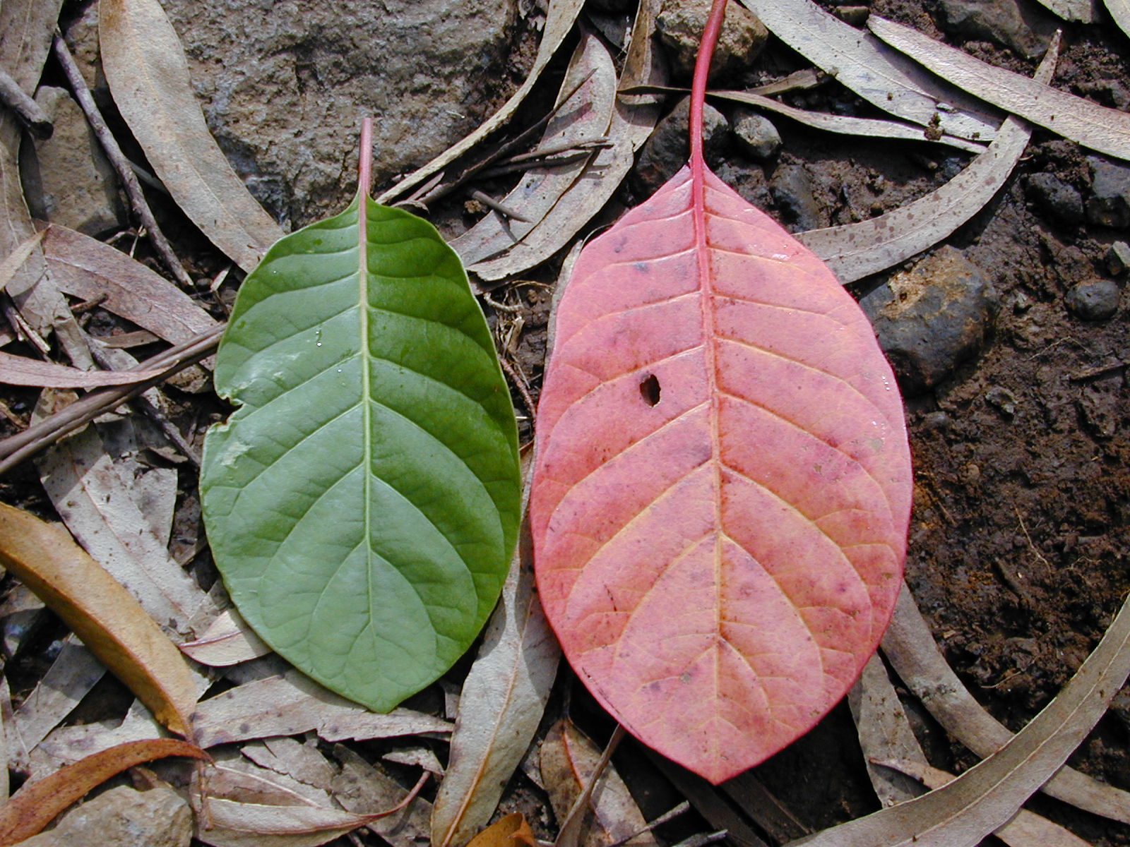 Cinchona leaf identification view