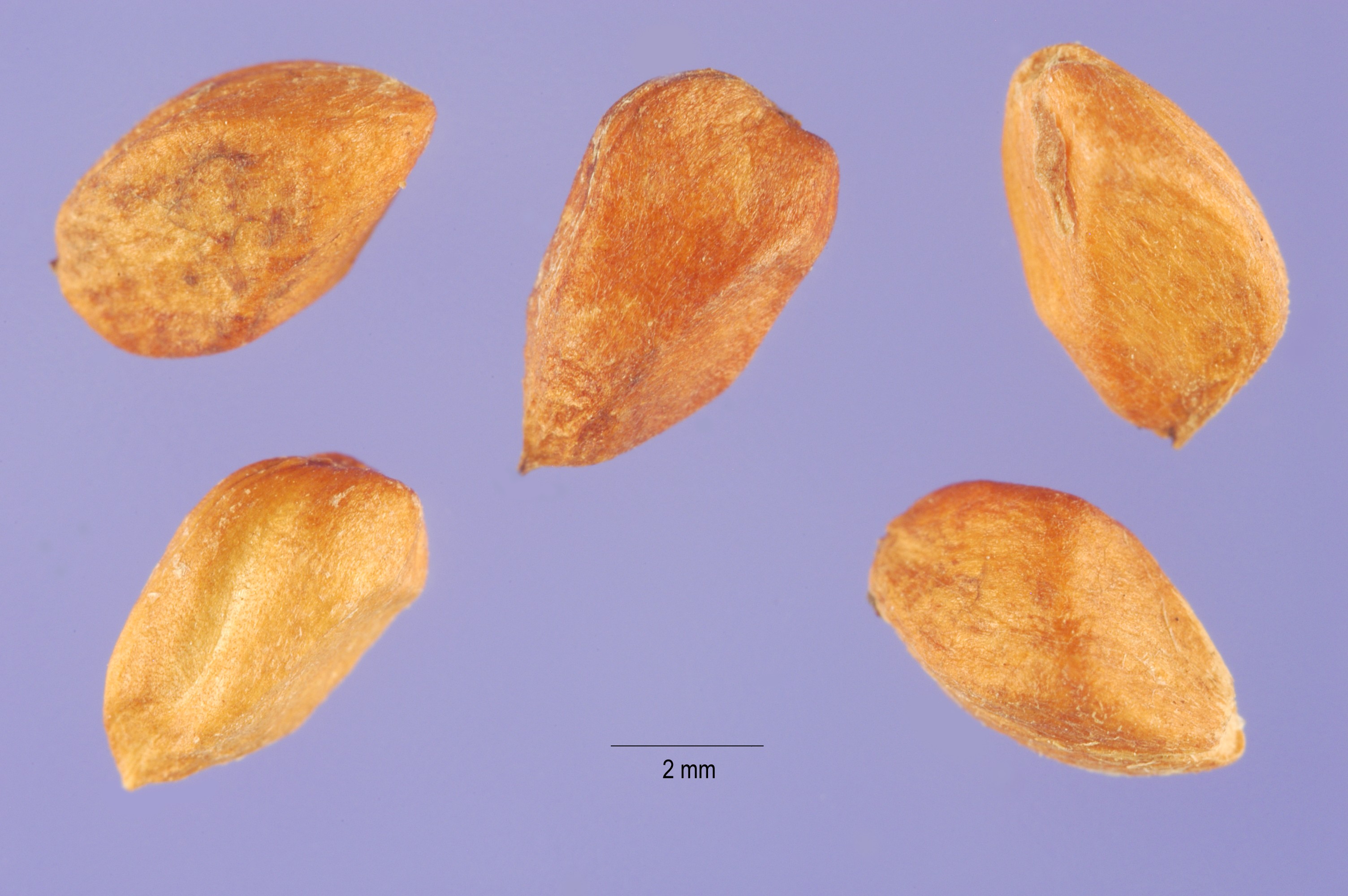 Cinnamon rose fruit identification view