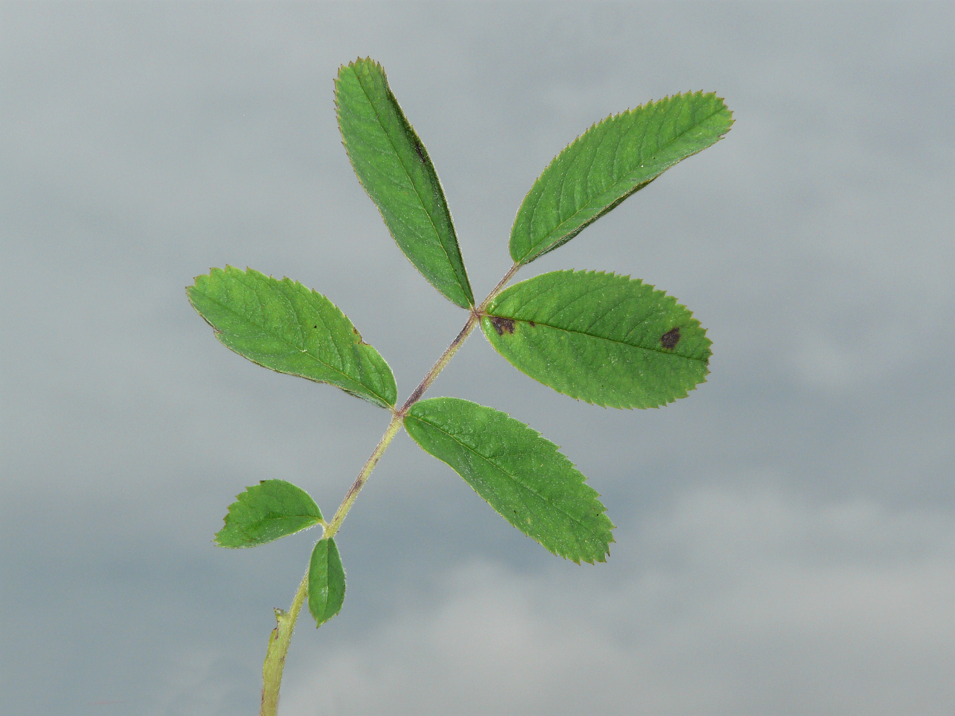 Cinnamon rose leaf identification view