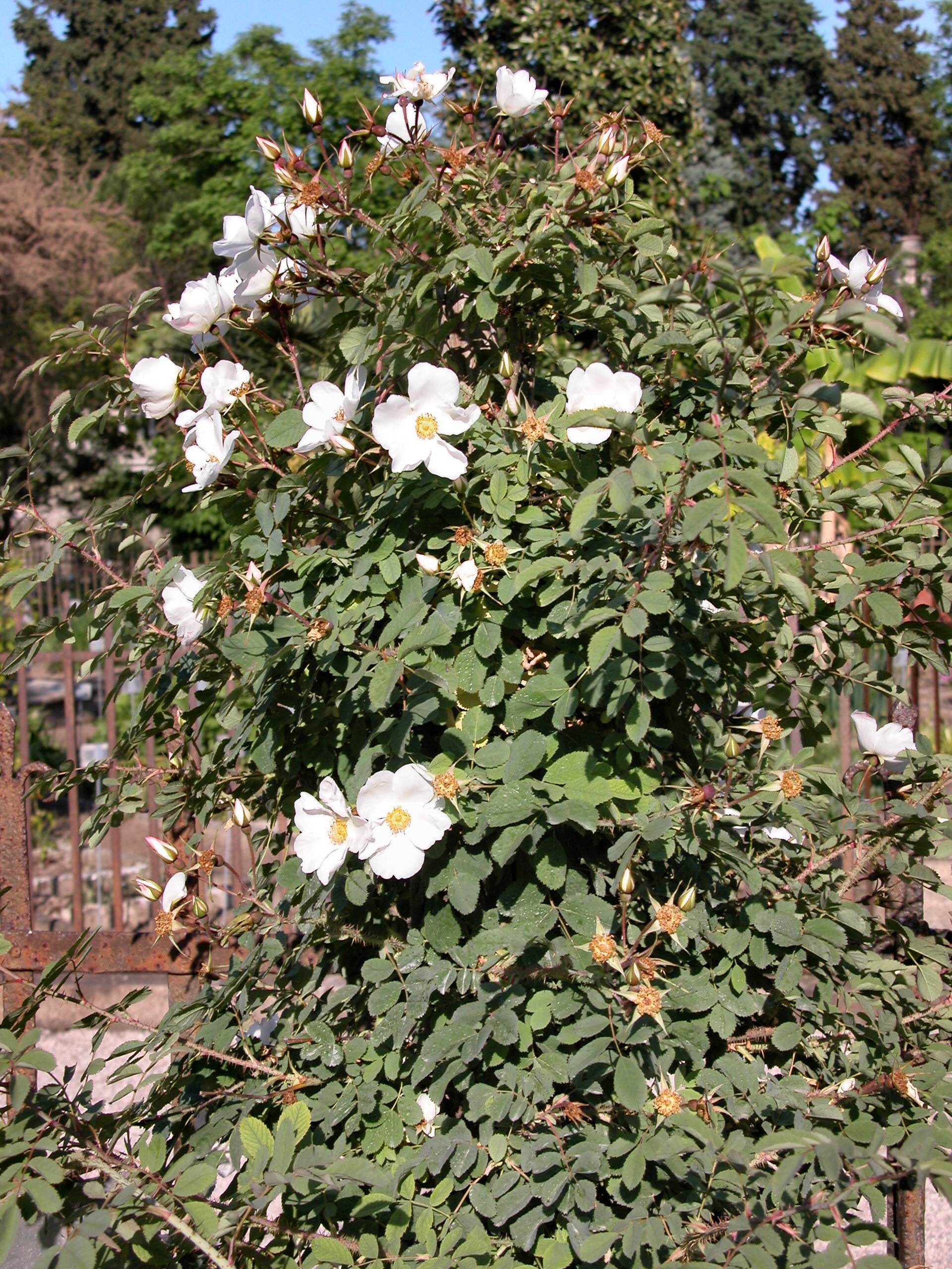 Cinnamon rose plant identification view