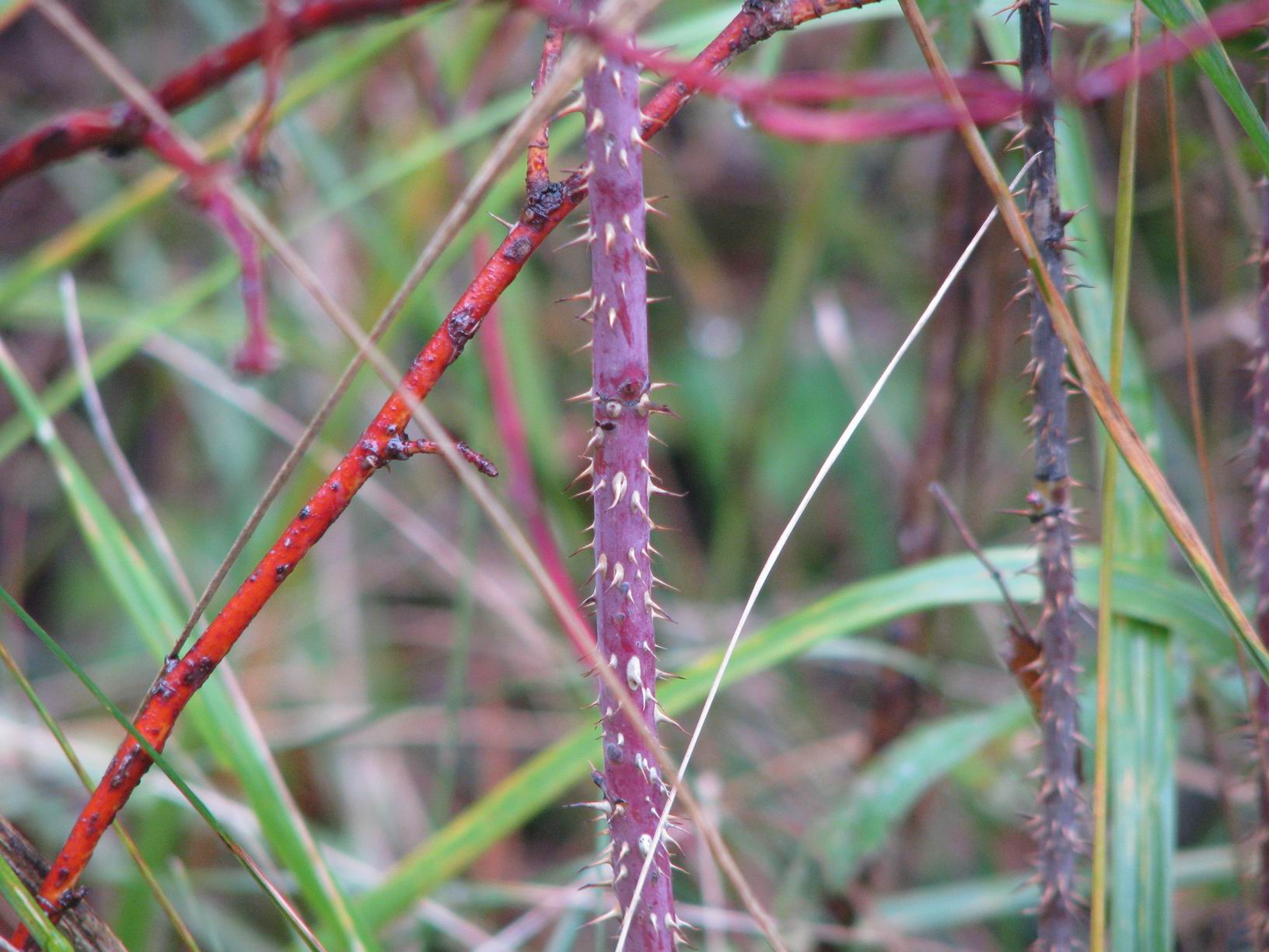 Cinnamon rose stem identification view
