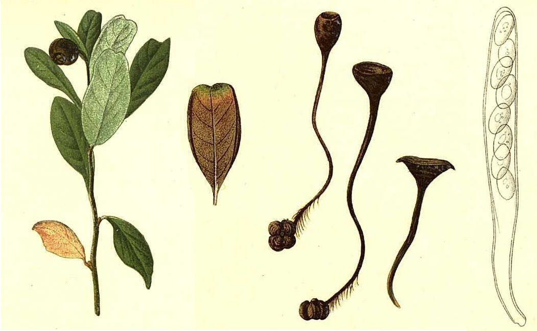 Circaea lutetiana fruit identification view