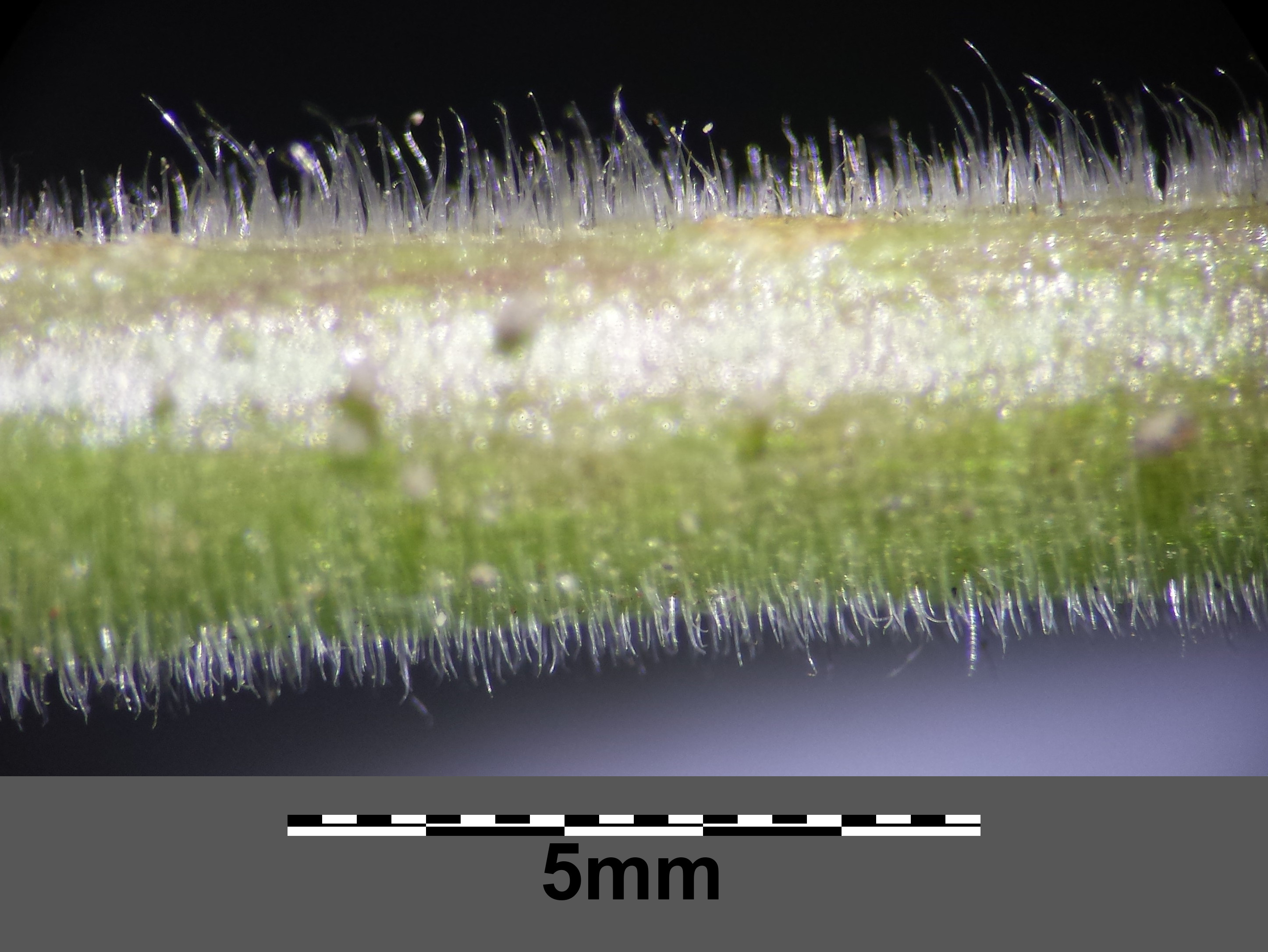 Circaea lutetiana stem identification view